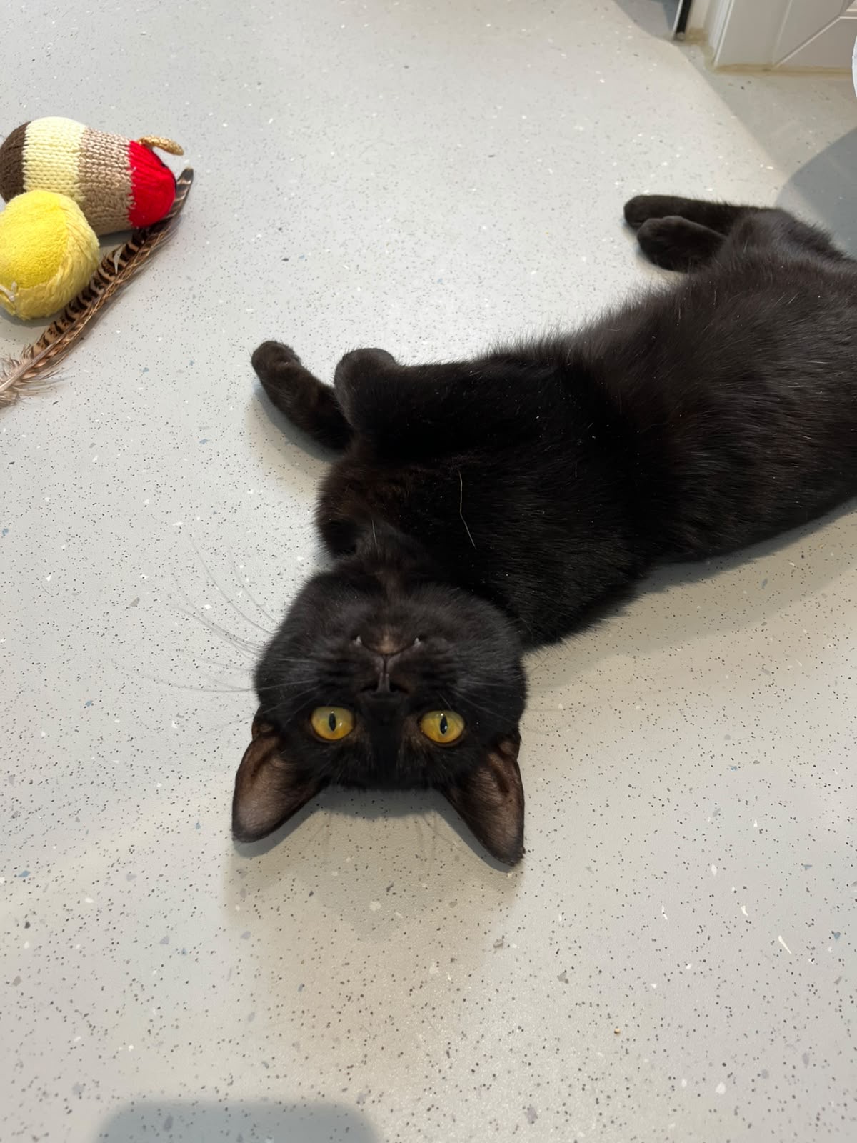 A black cat with yellow eyes lies on its back on a speckled floor, looking up at the camera. A feathered cat toy with yellow and red balls is nearby.