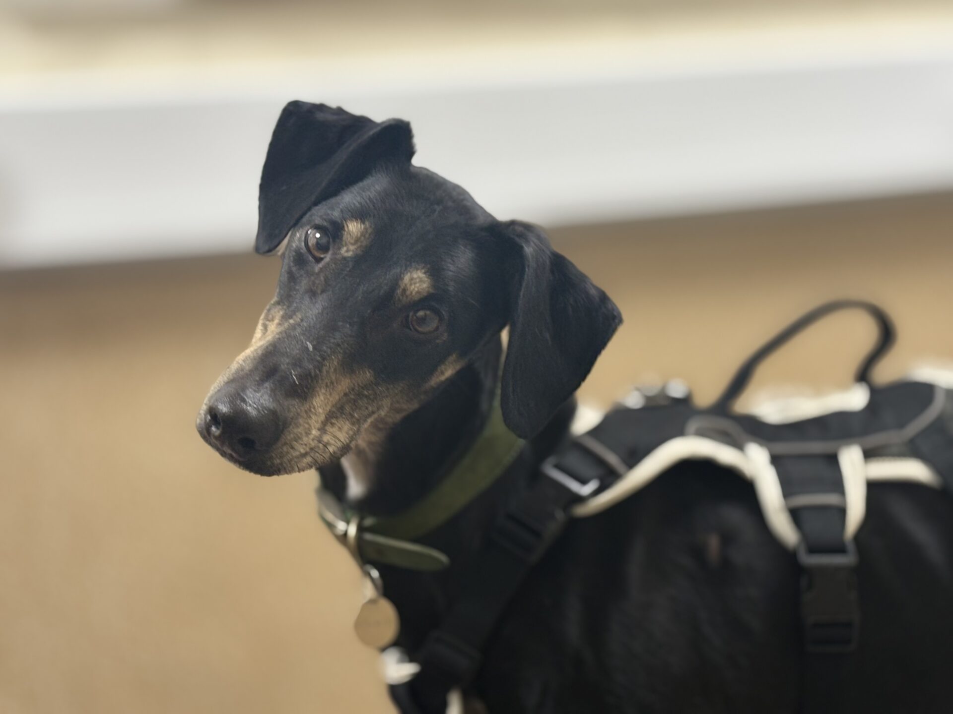 Dr Doof the Lurcher, a black and tan dog wearing a green collar and black harness, tilts his head whilst looking at the camera.