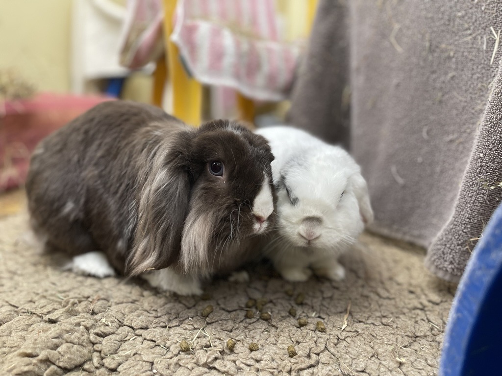 A dark brown lop-eared rabbit sitting next to a smaller white rabbit.