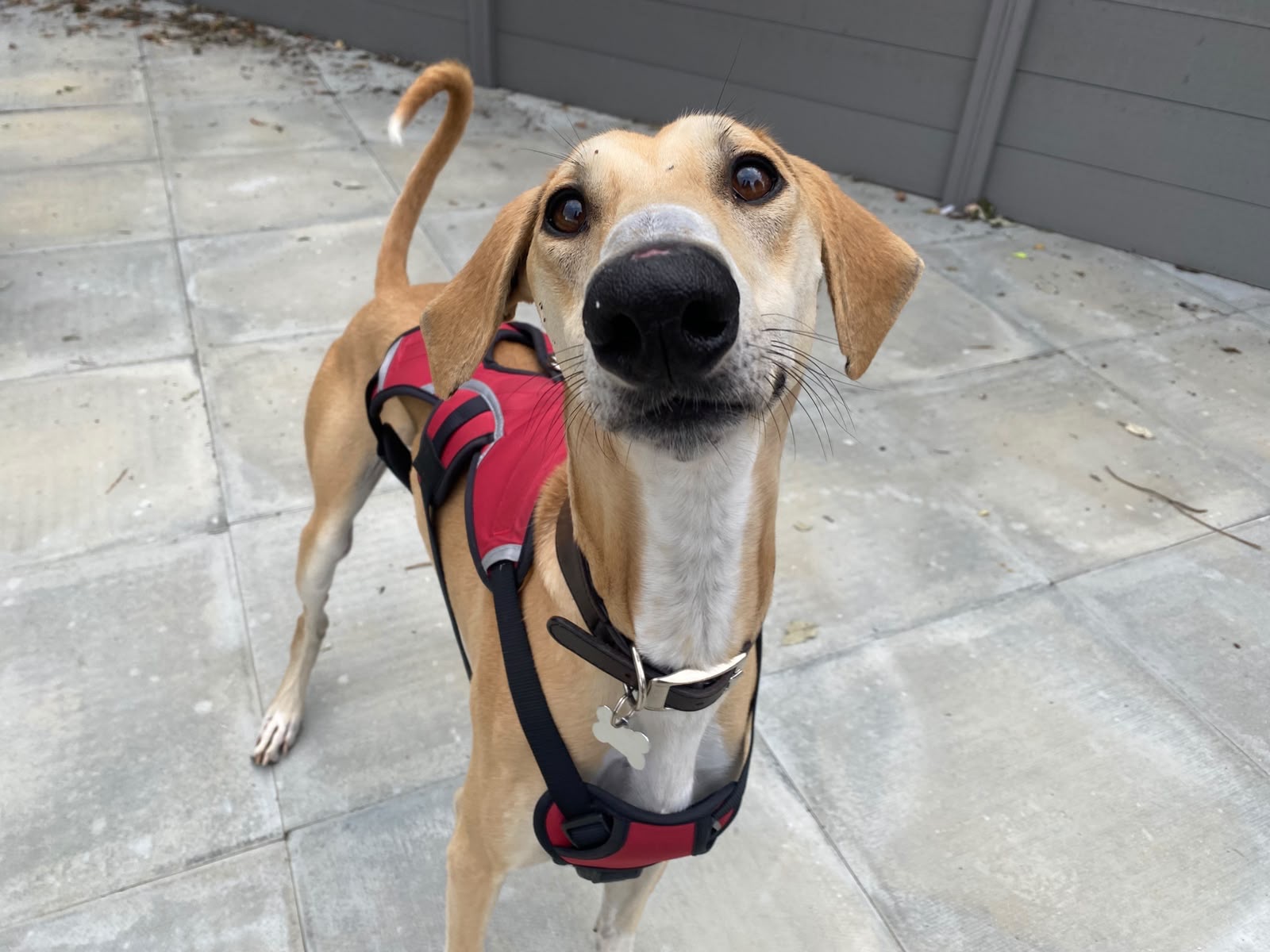 A tan Lurcher dog with a white chest, wearing a red harness, stands on a tiled patio in Fiji and looks up curiously at the camera.