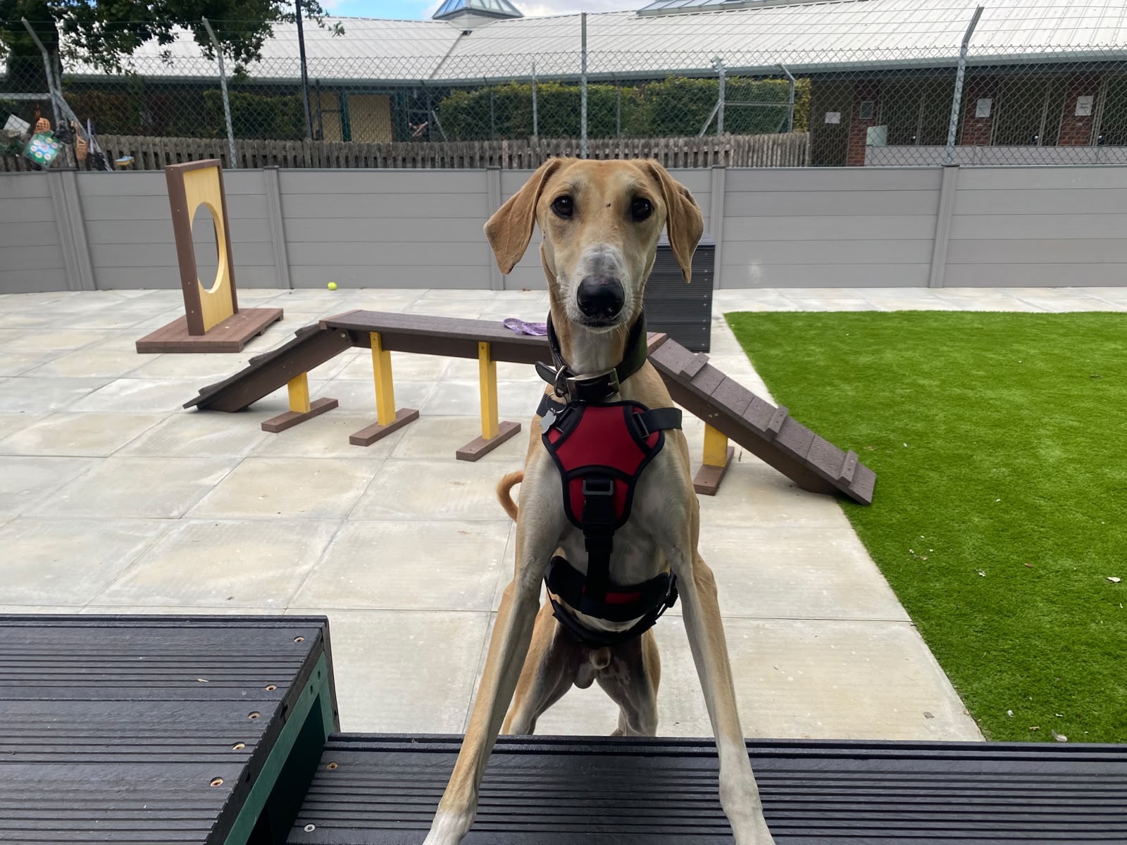 A slender Lurcher dog named Fiji, wearing a red harness, stands on its hind legs with front paws on wooden steps in a fenced outdoor play area with agility equipment and artificial grass.