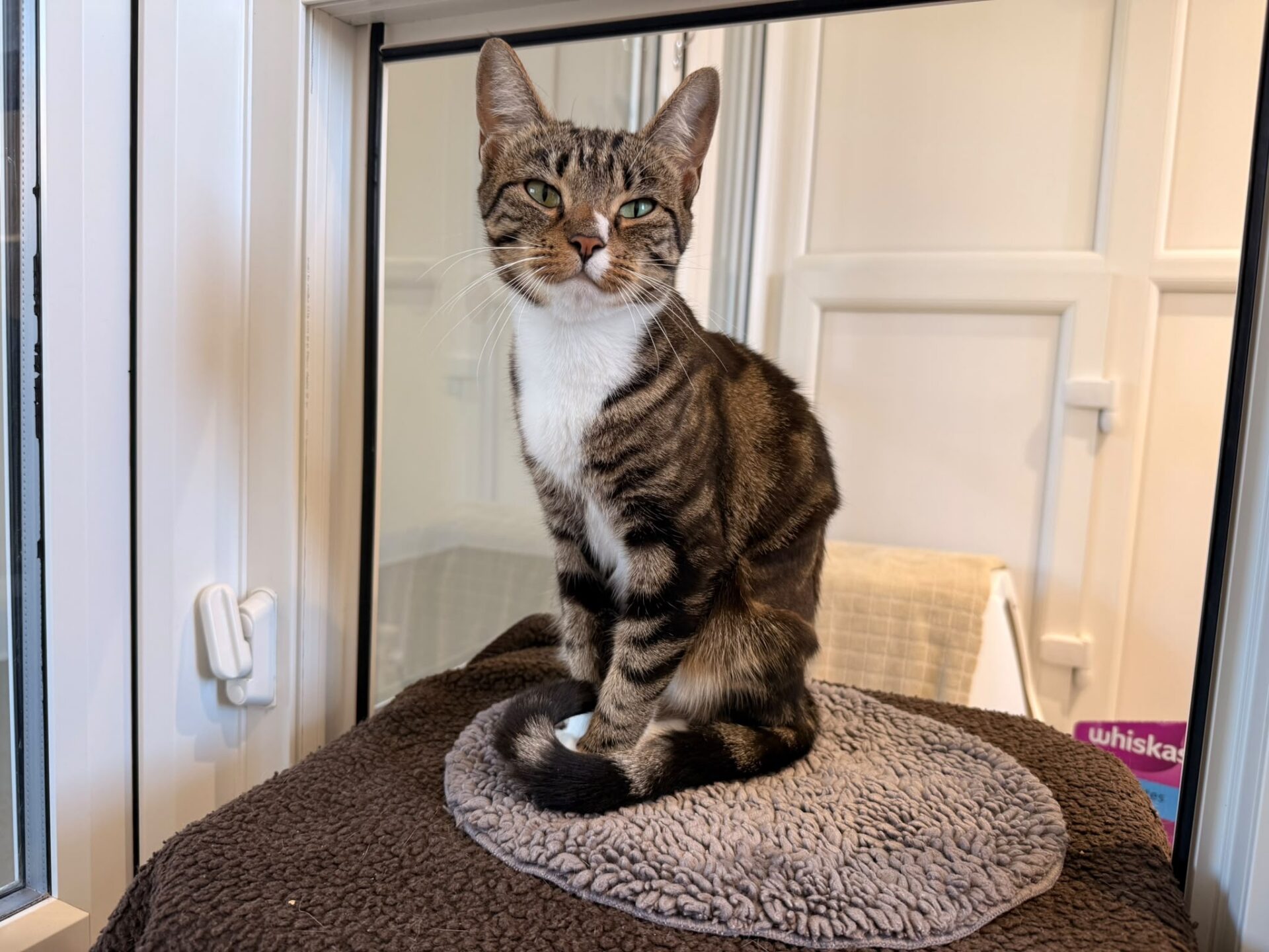 A tabby cat with green eyes sits on a grey mat by a window, looking calmly at the camera. A brown blanket and part of a purple Whiskas box are also visible in the background.