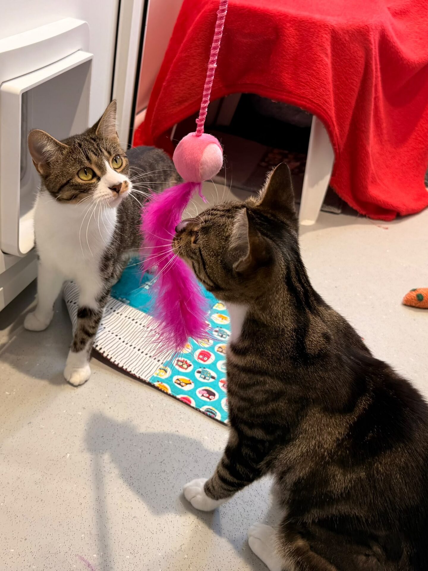 Two tabby cats play with a pink feathered toy in a room. One cat is standing, the other is sitting and sniffing the toy. There’s a red blanket on a shelter in the background.