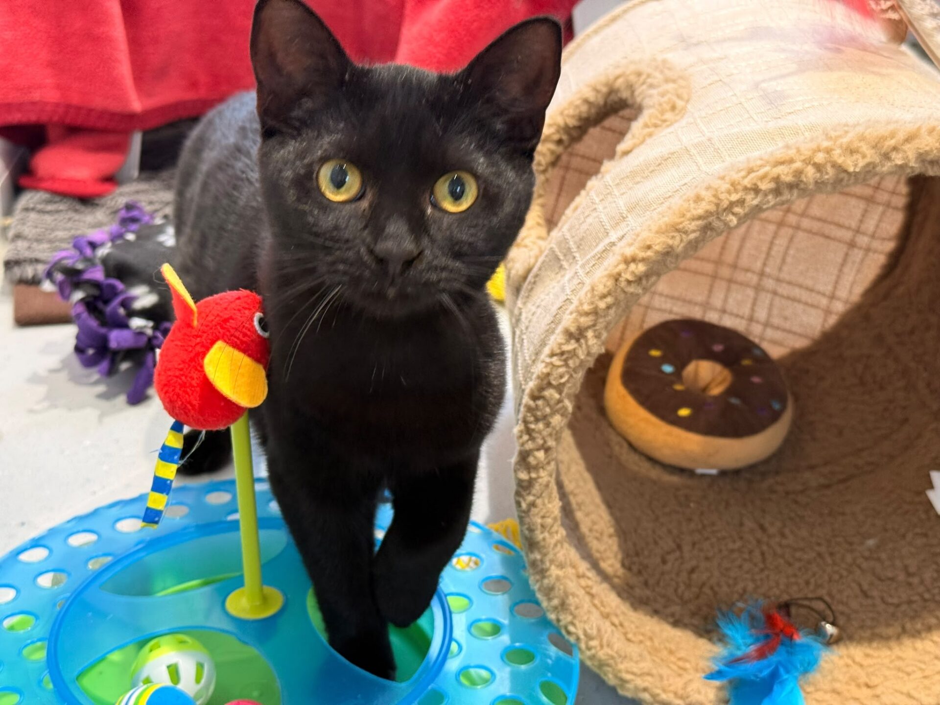 A black kitten stands next to a blue circular cat toy with a red bird toy, beside a plush pet tunnel containing a doughnut-shaped toy.