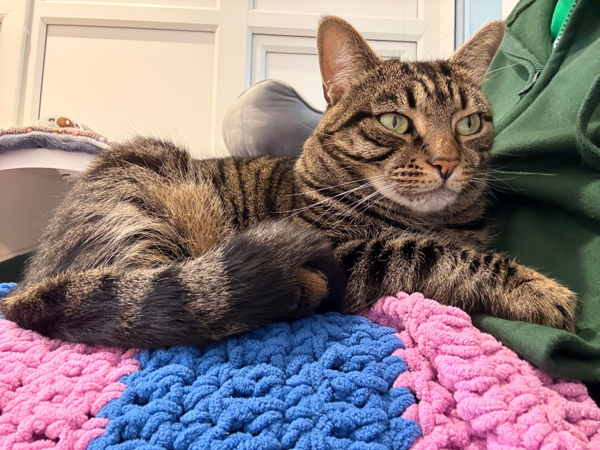 A tabby cat lying on a blue and pink crocheted blanket next to a green hooded jumper.