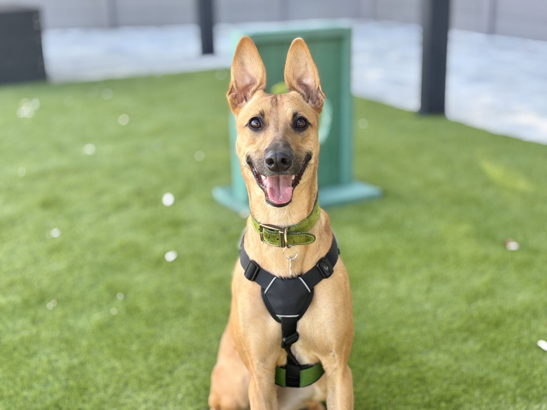 A tan dog with upright ears and a black harness sits on green grass, looking at the camera with a happy expression.