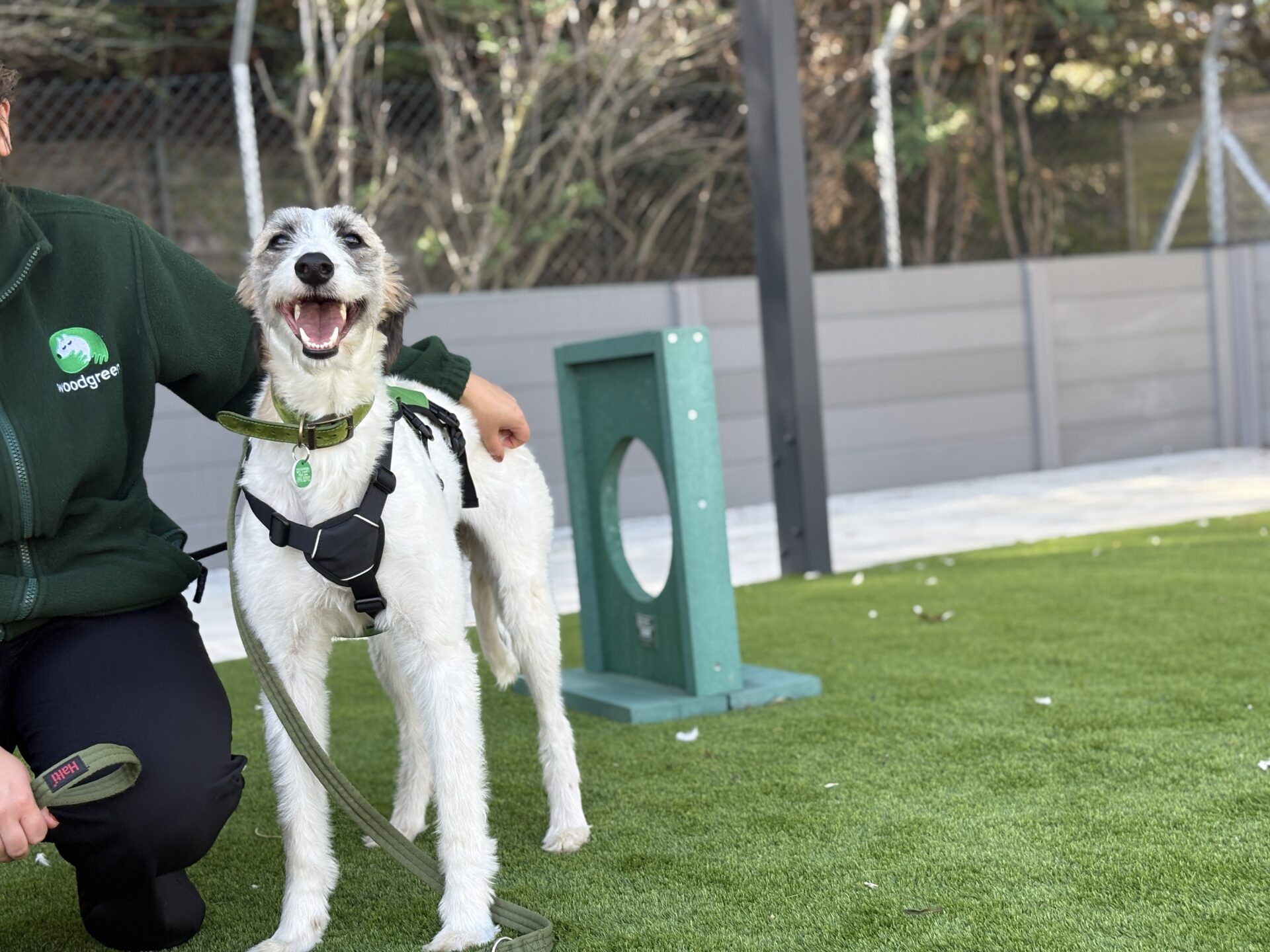 A happy Lurcher dog named Sonia with white and brown fur stands on green artificial grass next to a person in a green jacket. She wears a harness and lead, with a small agility jump in the background.