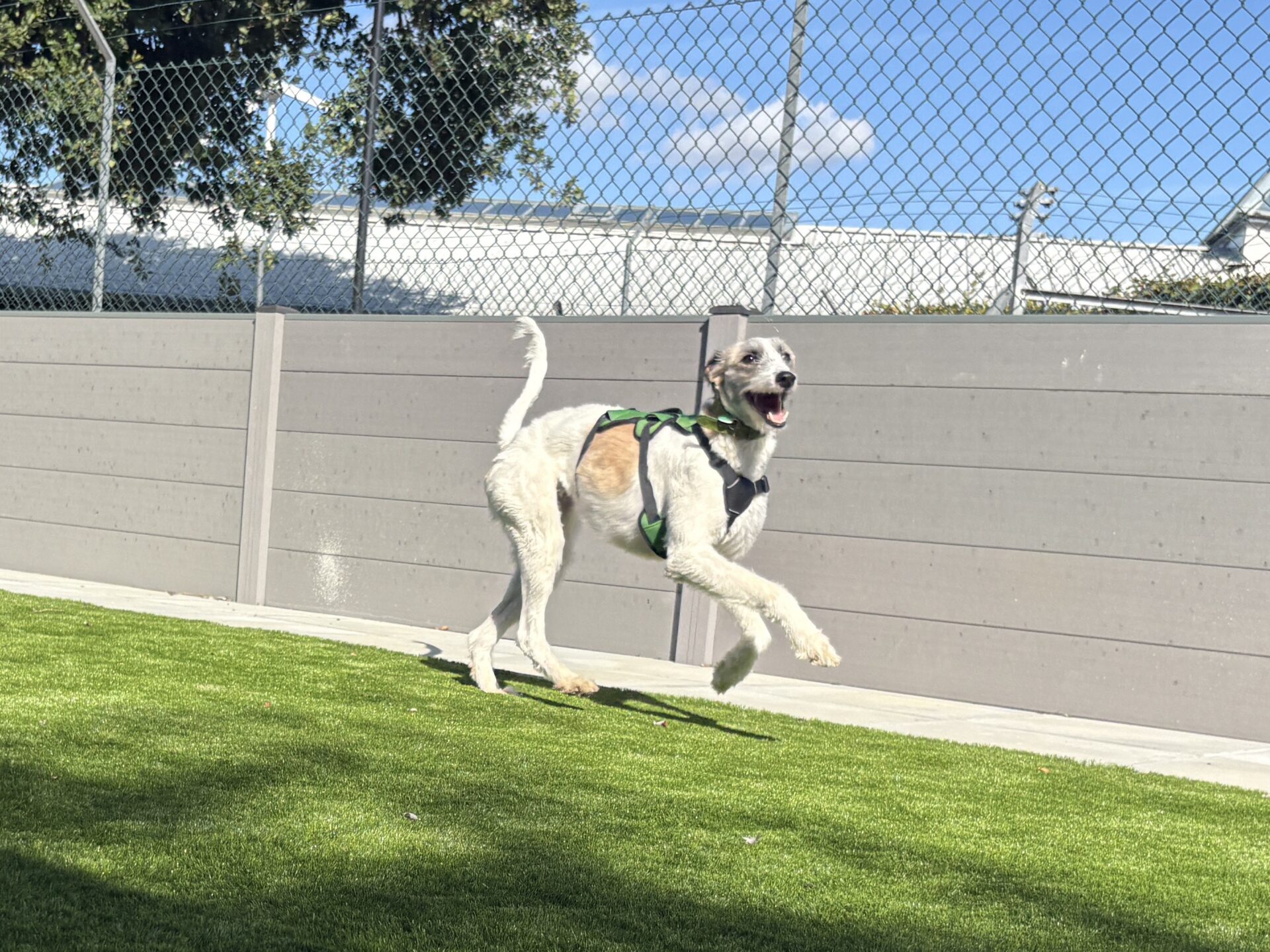 A happy Lurcher dog named Sonia, wearing a green harness, runs on grass near a fence under a blue sky with some clouds.