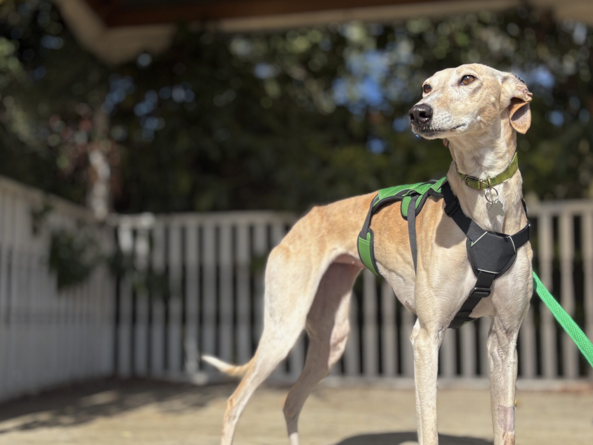 Isabella the Lurcher, a tan and white dog in a black and green harness, stands alert on a wooden decking with a white fence and greenery in the background.