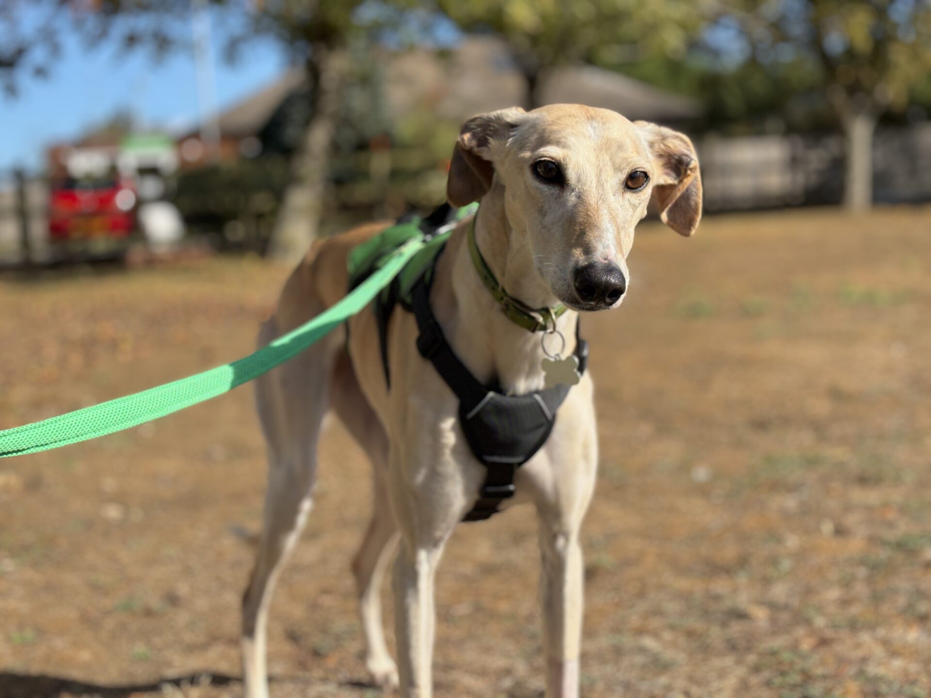 Isabella the Lurcher, a tan greyhound in a black harness and green lead, stands outside on dry grass, with trees and a house softly blurred in the background.