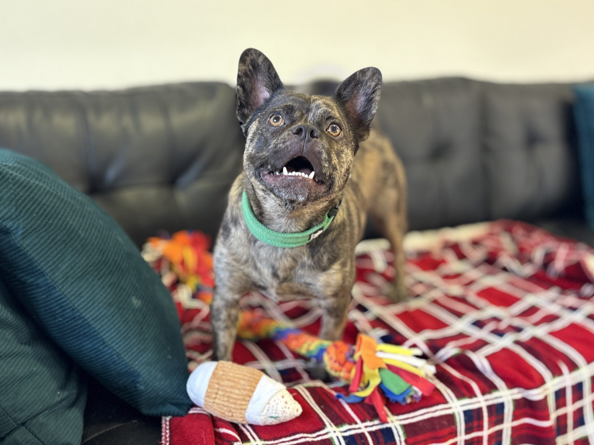 A small, brindle dog with a green collar stands on a red checked blanket on a sofa, mouth open, next to colourful toys and a teal cushion.