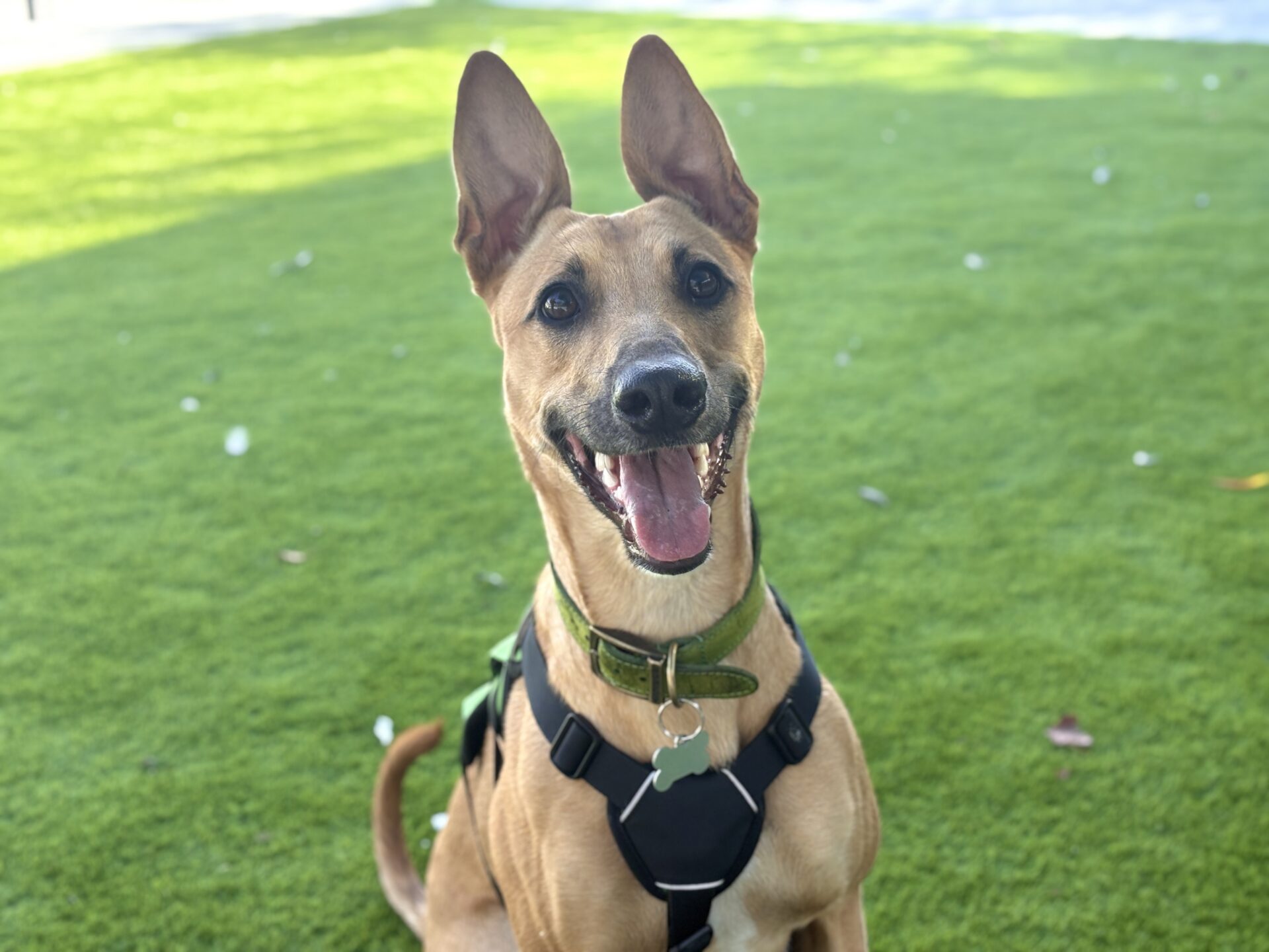 A happy brown dog with large upright ears sits on green grass, wearing a black harness and green collar, looking at the camera with its mouth open, tongue slightly out.