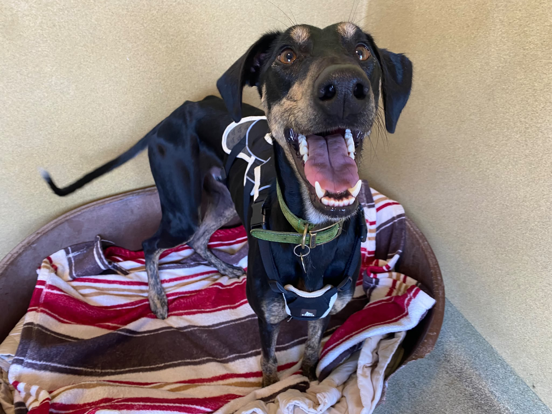 A happy black dog with tan markings and a green collar stands in a dog bed with a striped blanket, looking up with its mouth open and tongue out inside a room with tan walls—this cheerful pup is known as Dr Doof the Lurcher.