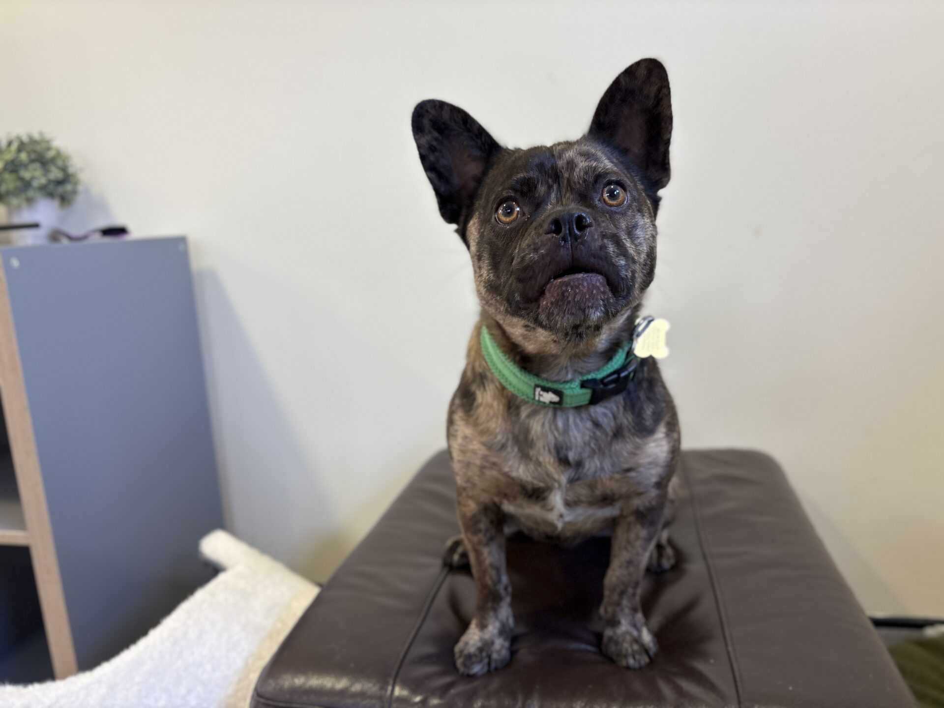 A brindle French Bulldog with a green collar sits attentively on a brown pouffe, looking upward. The background shows a piece of furniture and a small plant.