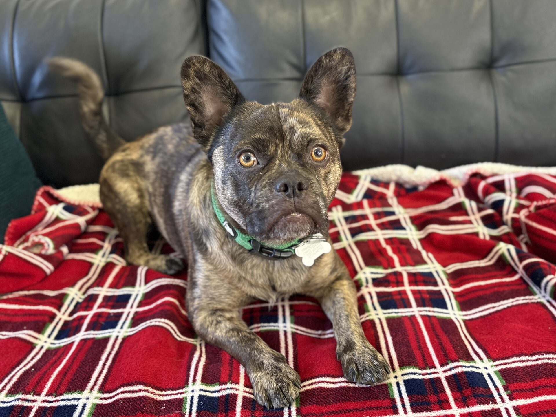 A brindle dog with large ears lies on a red tartan blanket on a sofa, looking alertly at the camera.
