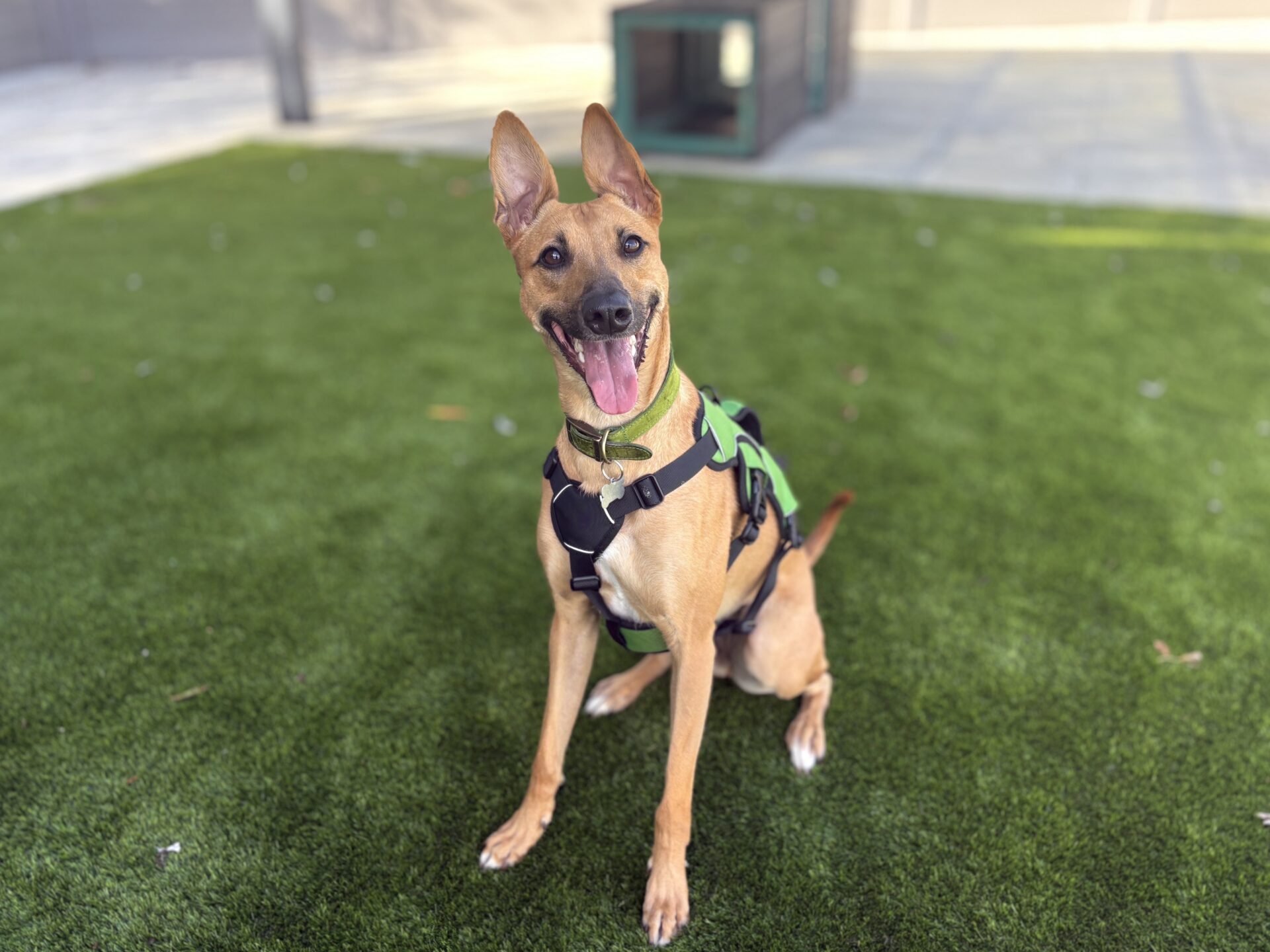 A happy brown dog with large ears wearing a green harness sits on green artificial grass, looking at the camera with its mouth open and tongue out. A shaded kennel is visible in the background.