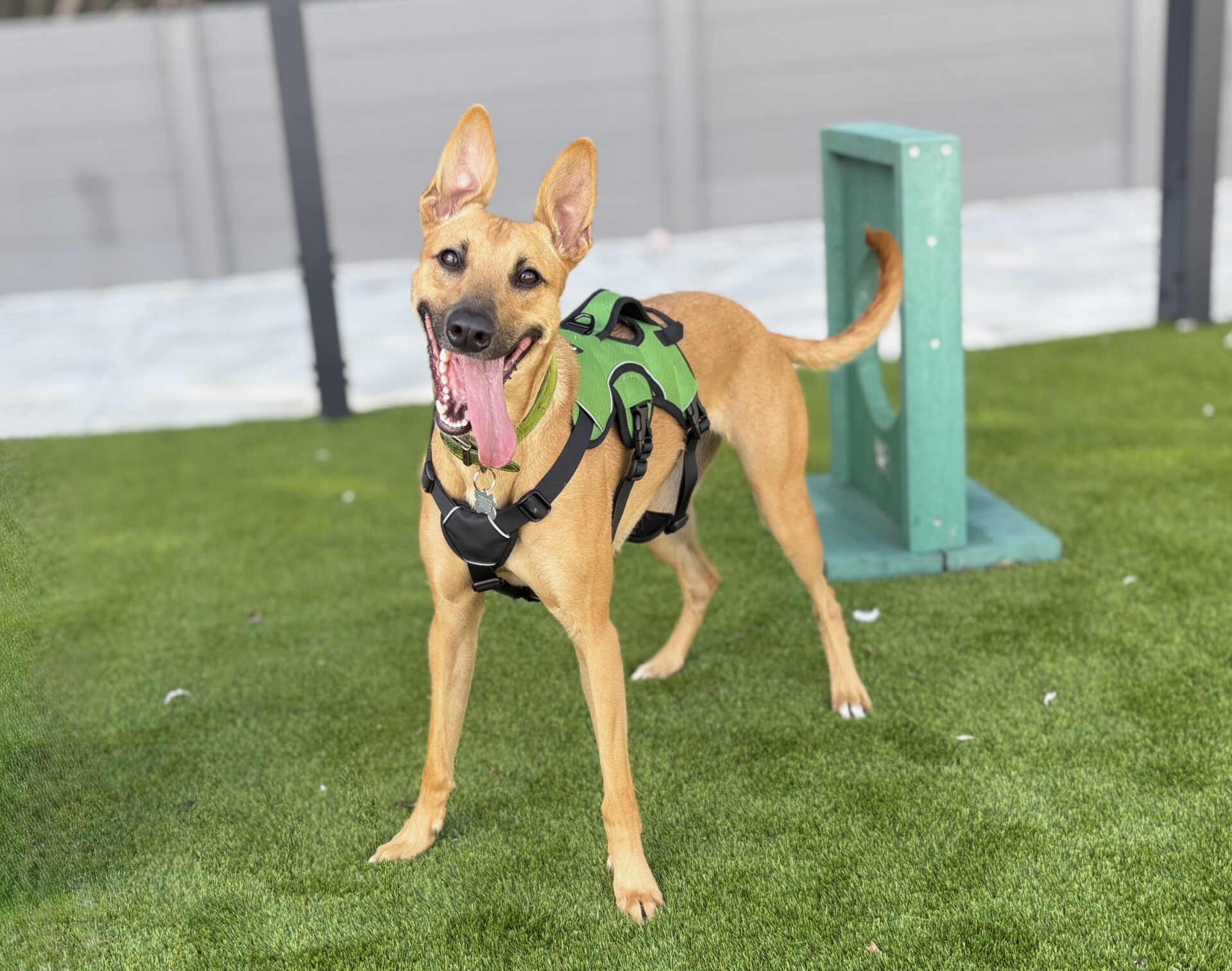 A happy brown dog wearing a green harness stands on artificial grass with its mouth open and tongue out. A green rectangular obstacle is nearby, and a grey fence is in the background.