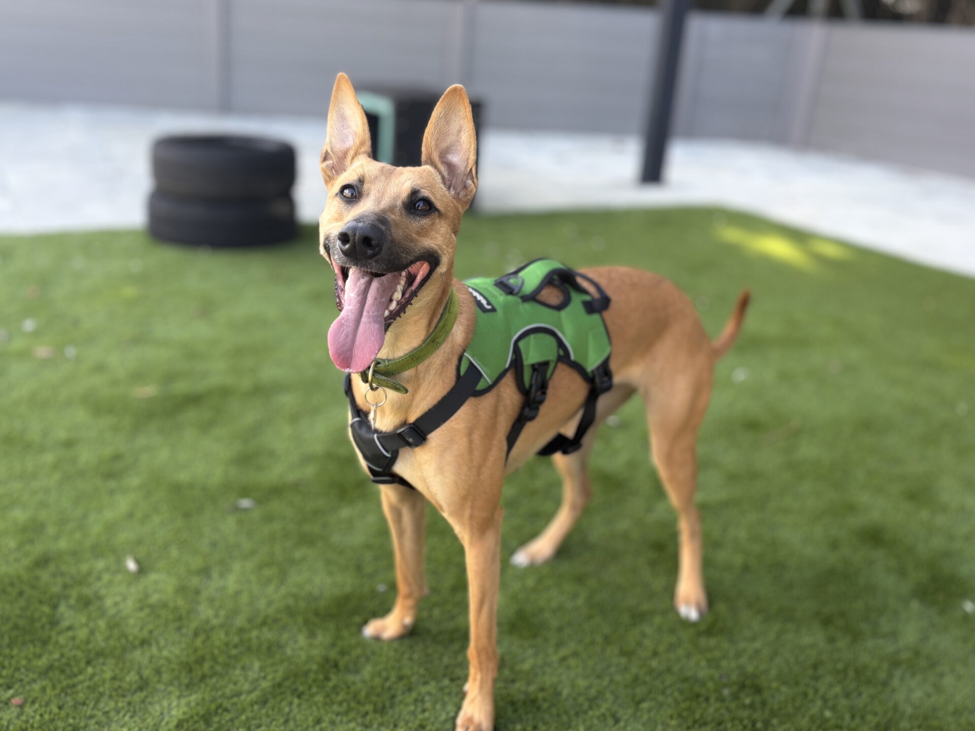 A brown dog wearing a green harness stands on artificial grass with its tongue out, looking happy. There are two stacked tyres and a grey fence in the background.