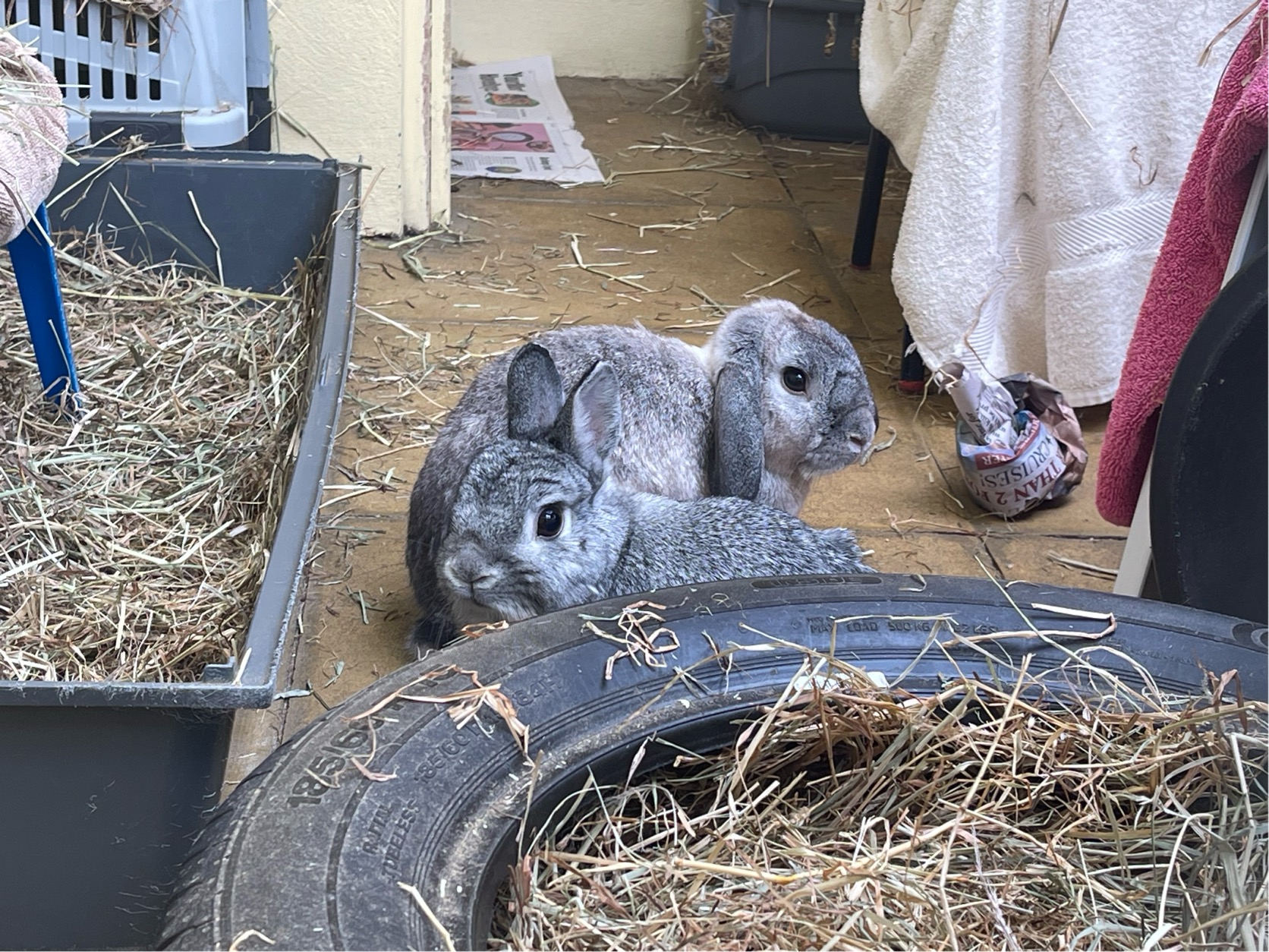 Dobby & Evie — photo 1
