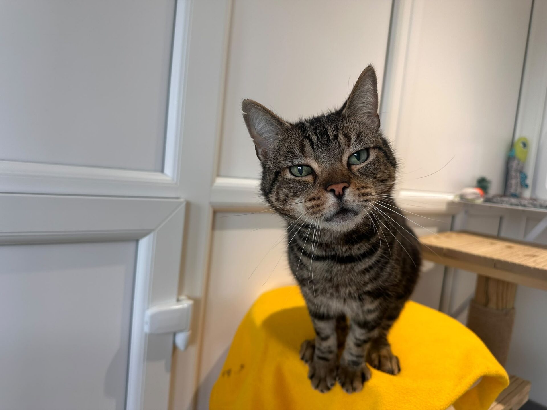 A tabby cat with green eyes sits on a yellow blanket, looking slightly curious. White cupboards and part of a cat tree are visible in the background.