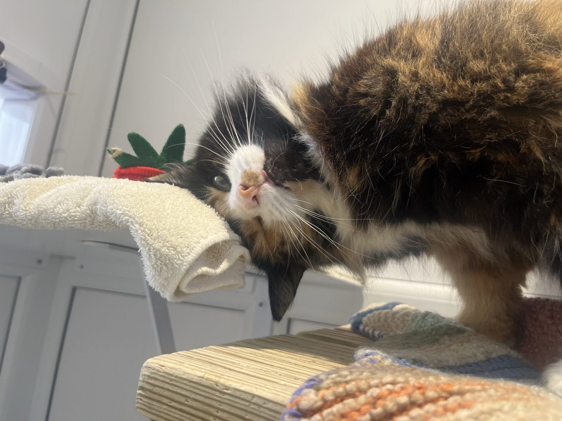 A fluffy calico cat rubs its head on a white towel, looking relaxed and playful, with its body on a multi-coloured knitted blanket in a bright room.