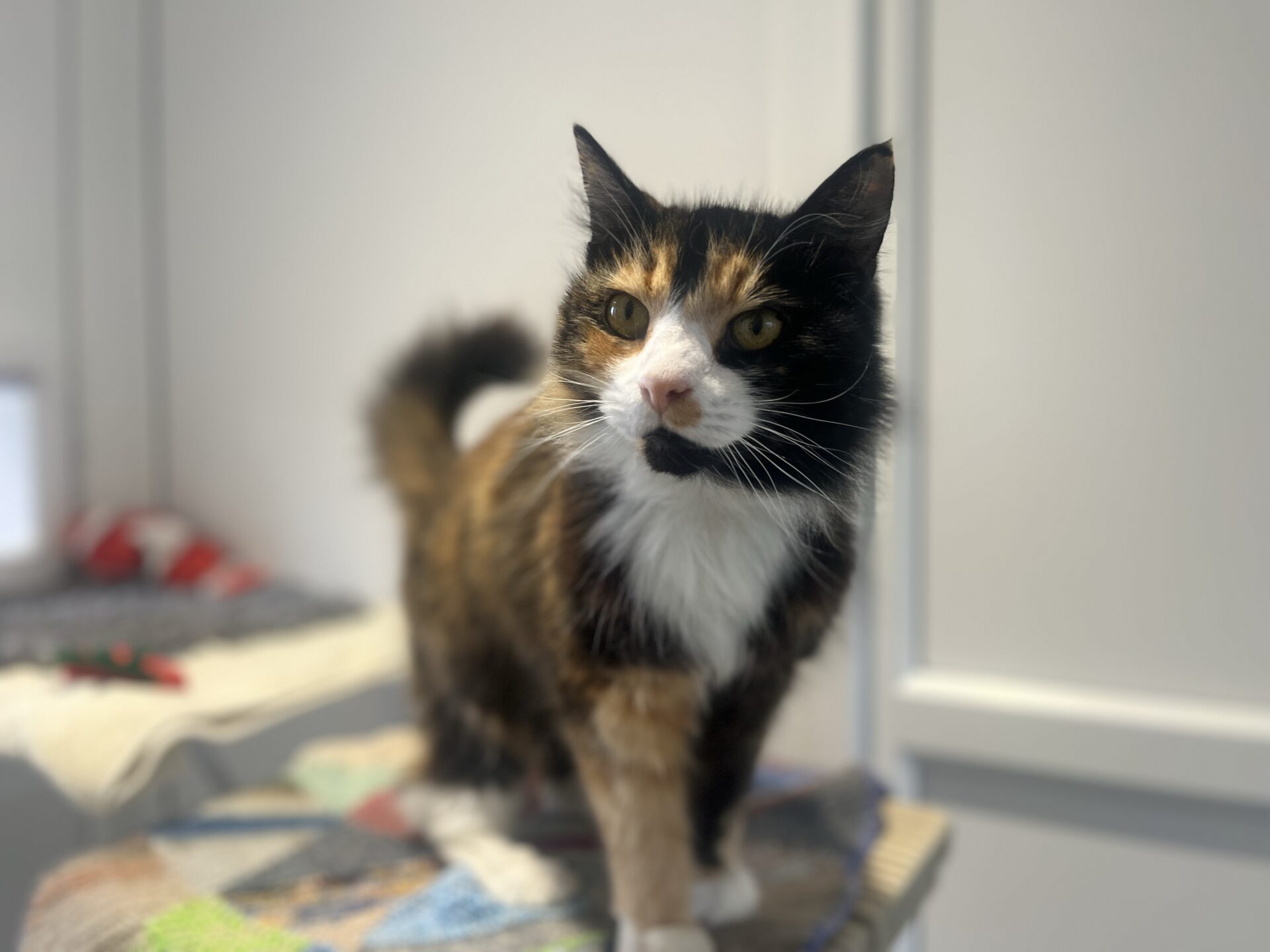A tortoiseshell-and-white cat with white, orange, and black fur stands on a colourful quilt, looking towards the camera. The background is softly blurred, highlighting the cat.