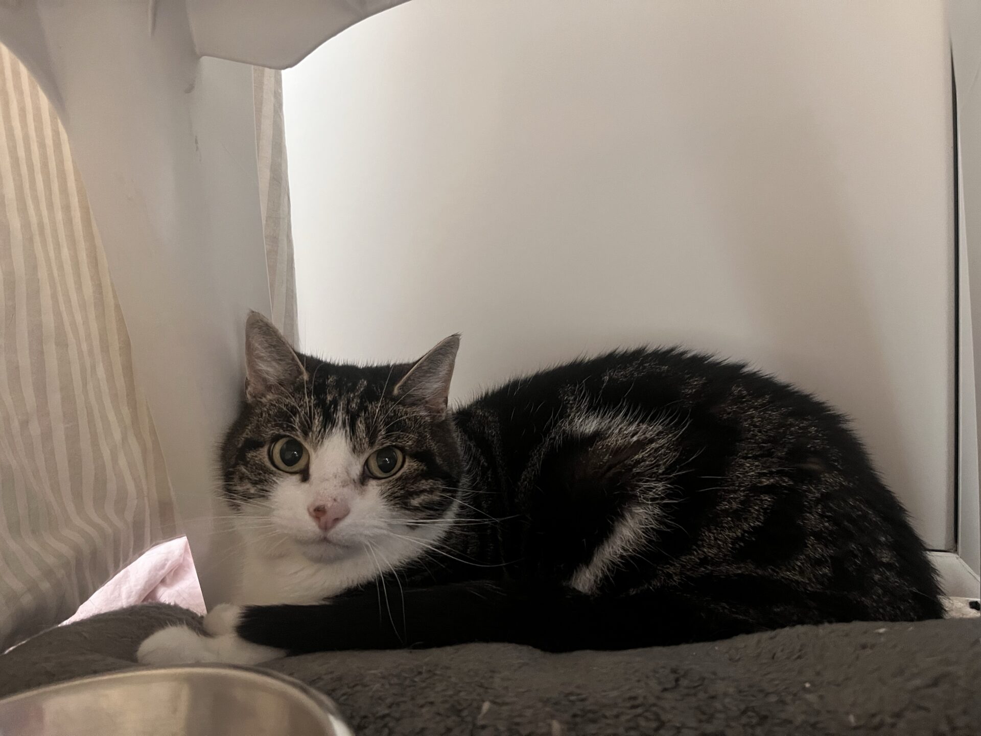 A black and white cat lies curled up on a grey blanket, looking directly at the camera. There is a metal bowl in the foreground and light filtering in from the left side.
