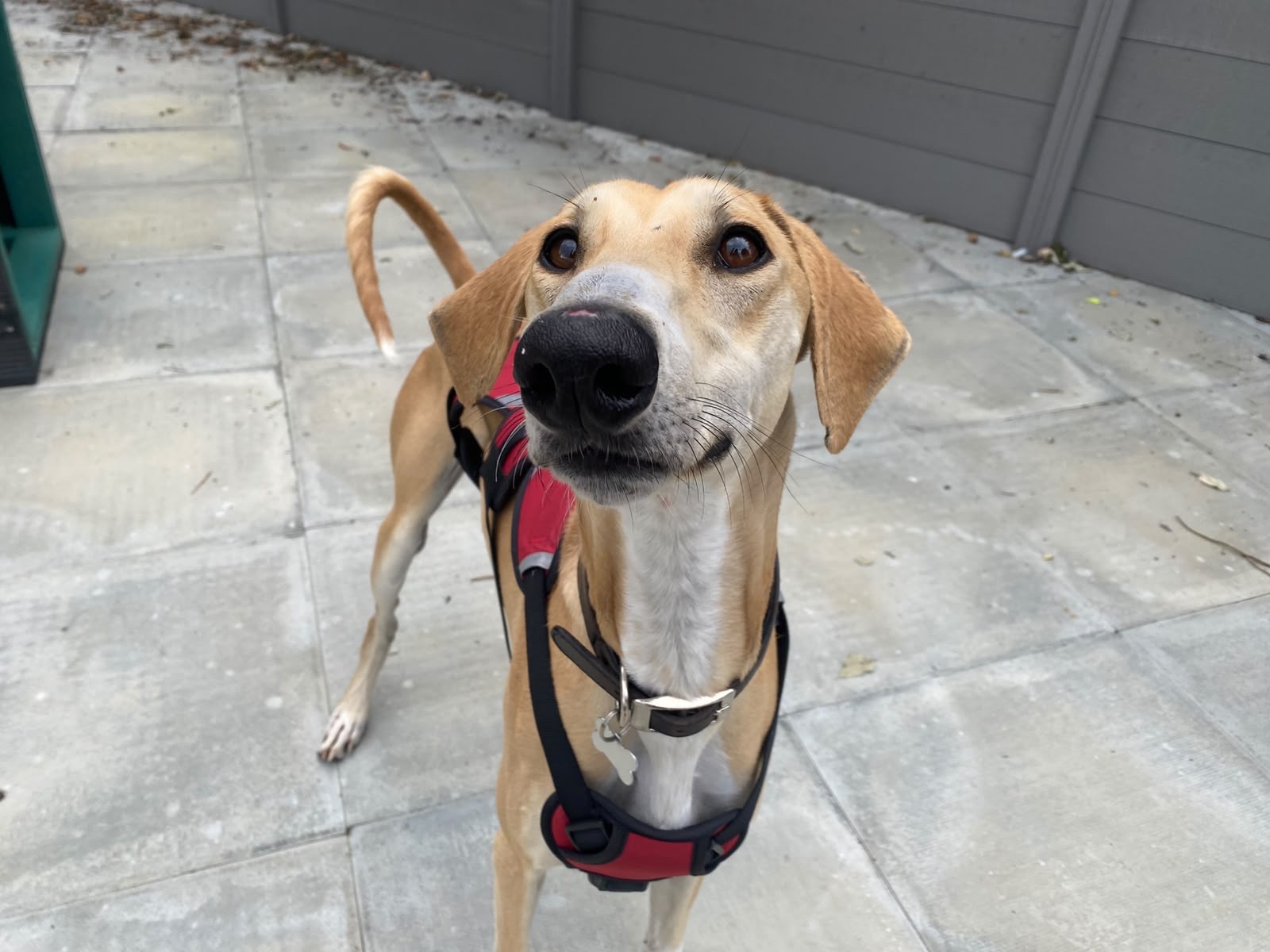 A tan Lurcher dog with a white chest and a red harness stands on a paved surface, looking up with ears perked and tail curved. A grey fence and scattered leaves are visible in the background, giving the scene a touch of Fiji charm.