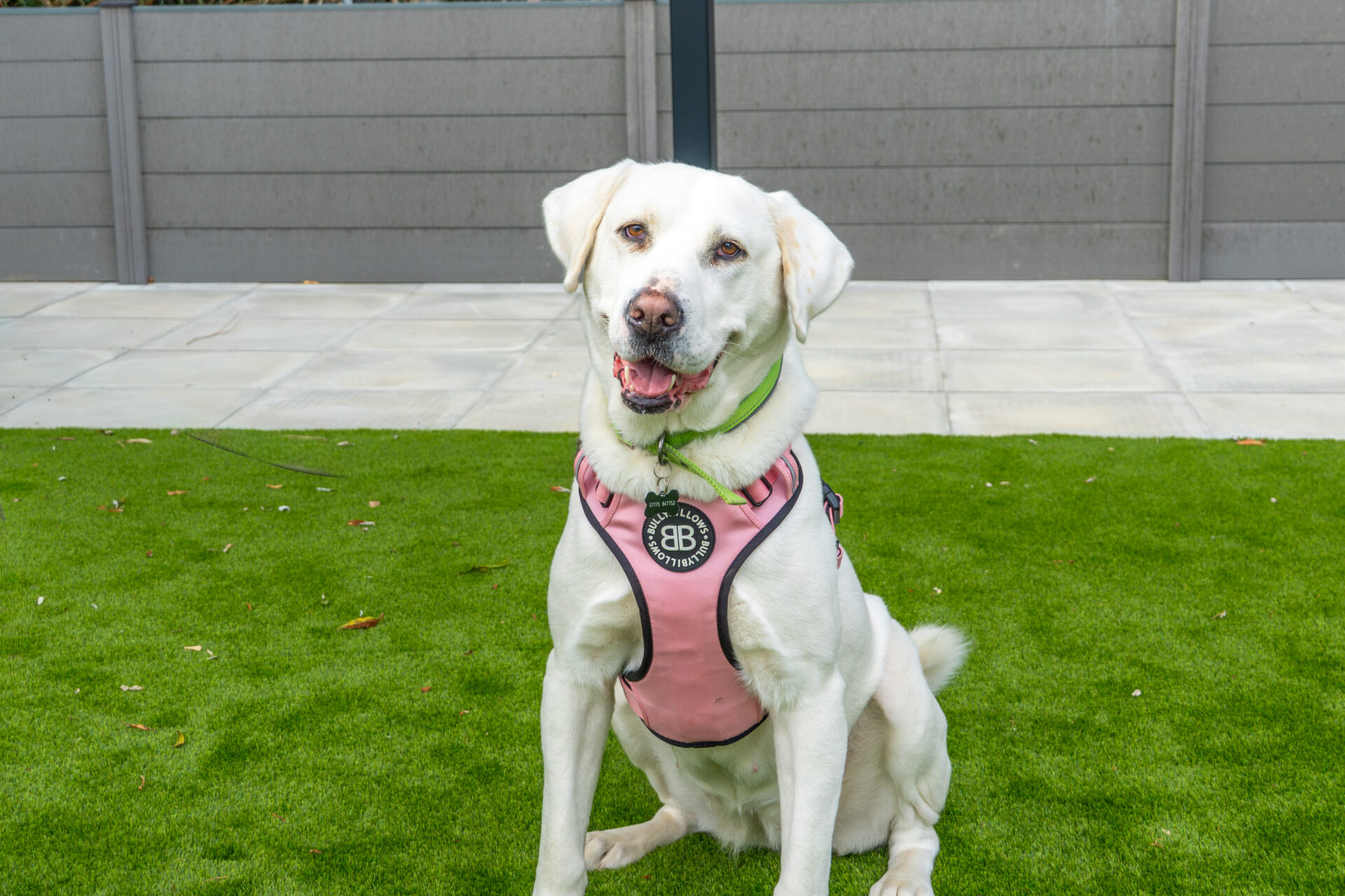 A large crossbreed wearing a pink harness sits on green grass, looking at the camera with its mouth open and ears pricked up. A paved area and fence are visible in the background.