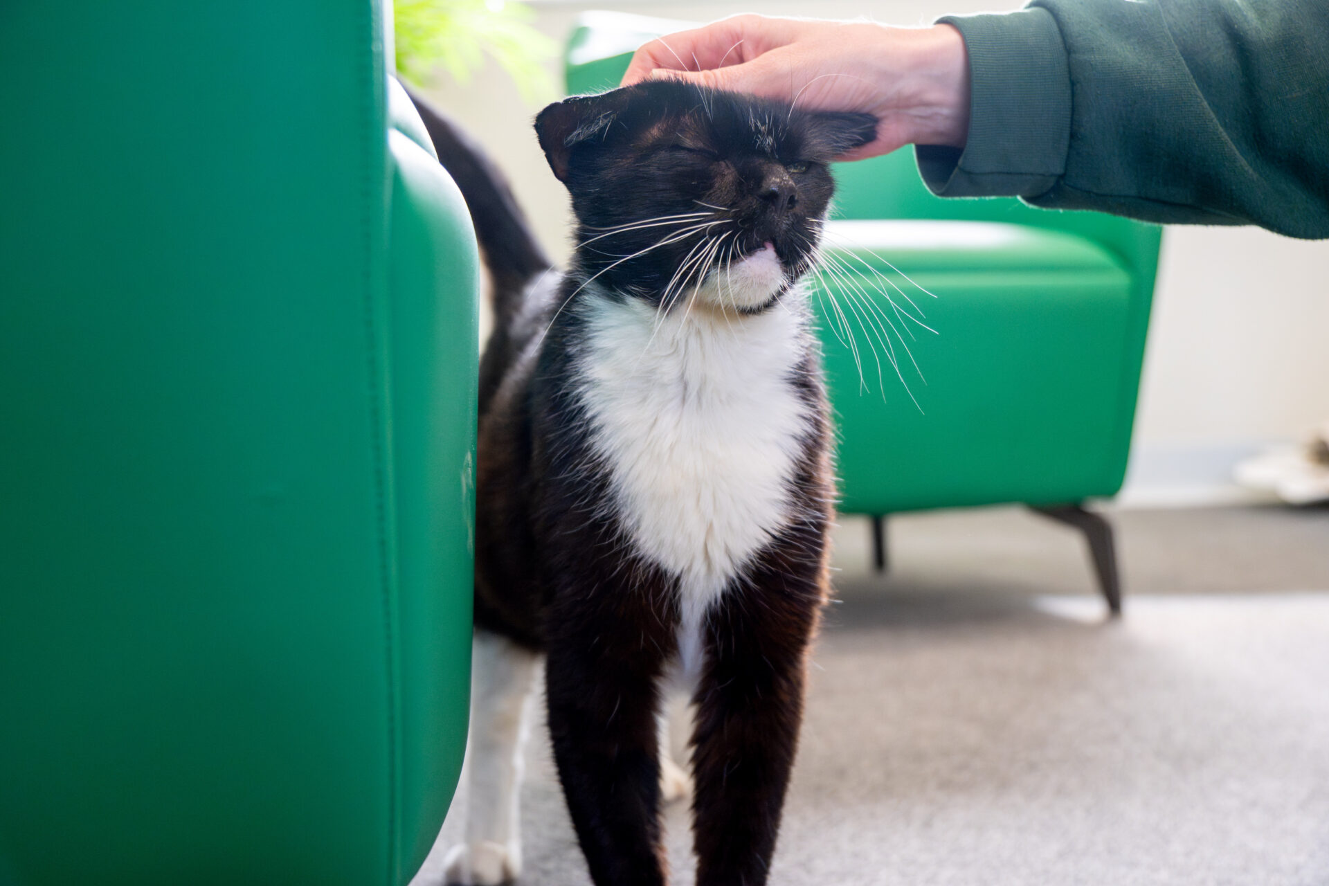 A black and white cat stands on the floor, eyes closed and enjoying being stroked on the head by a person's hand next to a green chair.