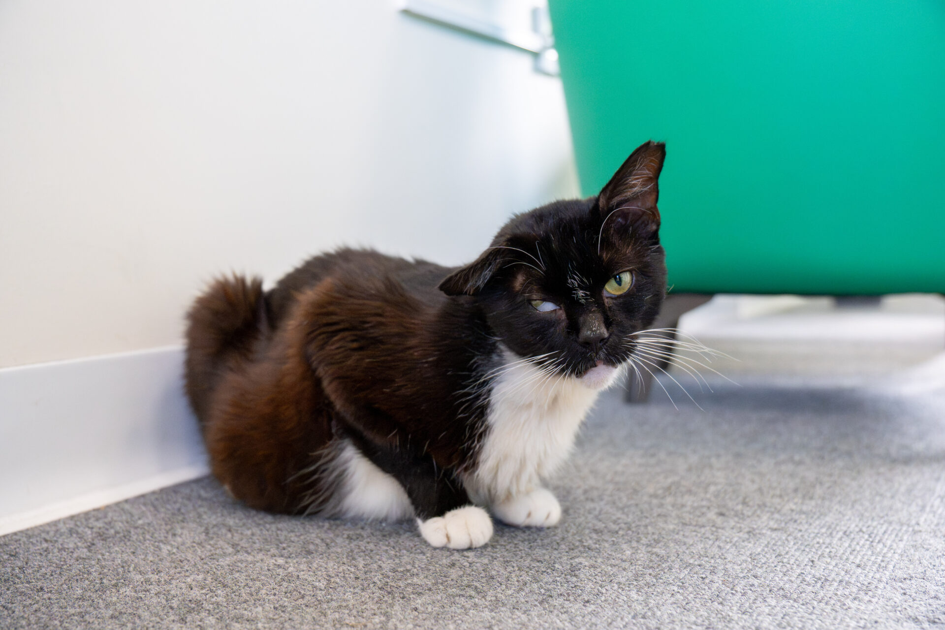 A black and white cat with green eyes sits on grey carpet near a white wall and a green chair, looking slightly to the side.