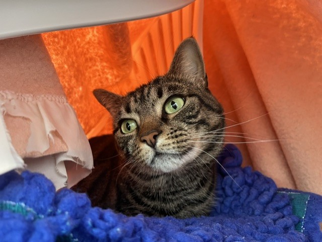 Tabby cat with green eyes lies on a blue textured blanket, surrounded by peach and orange fabric. The cat looks slightly upwards, appearing calm and cosy in its sheltered spot.