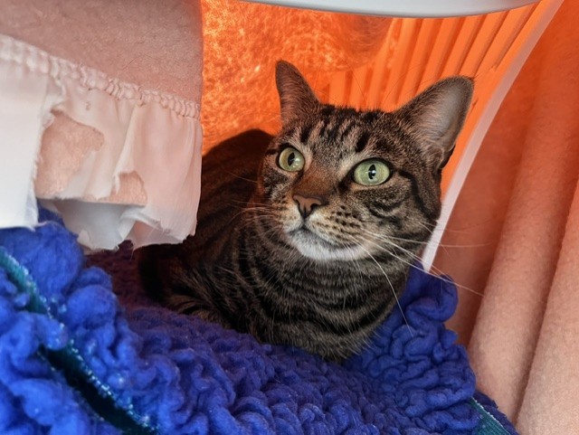 A tabby cat with green eyes lies on a blue blanket under a cosy shelter, surrounded by soft pink and white fabric.