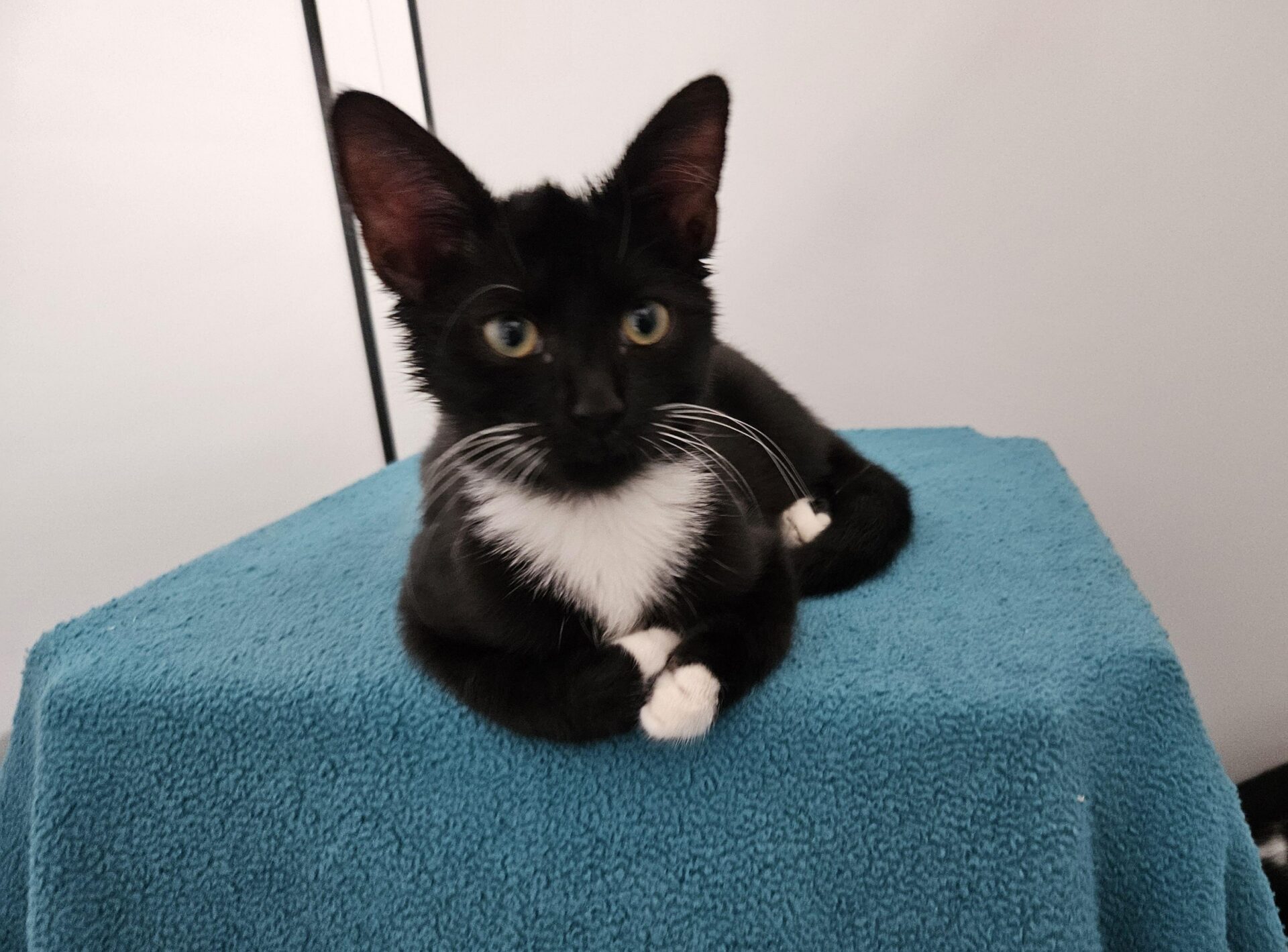 A black and white kitten with a white chest and paws is lying on a bright blue blanket, looking directly at the camera.
