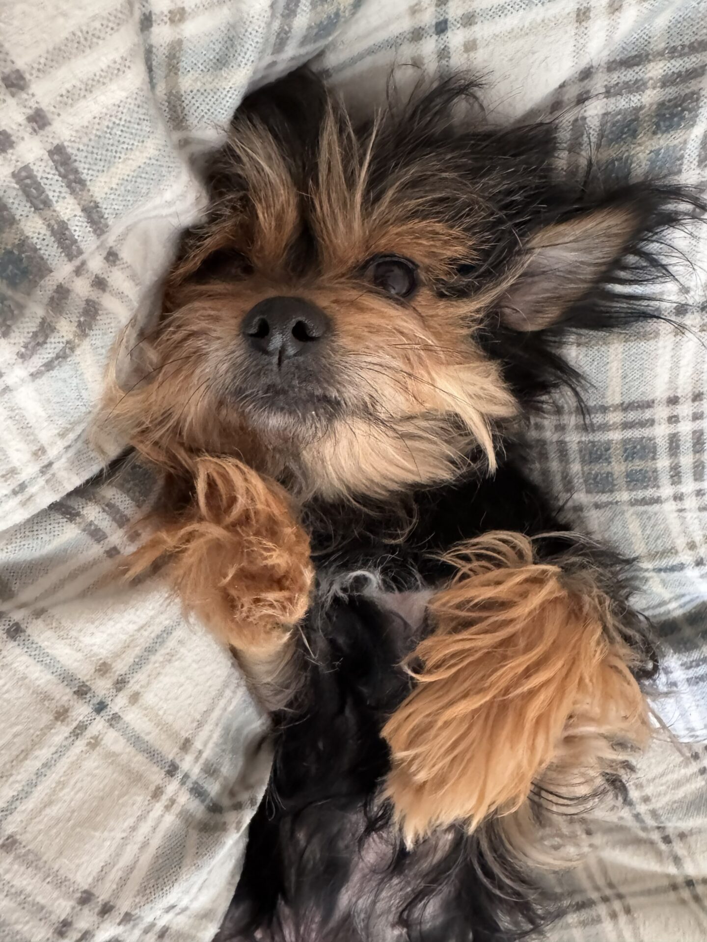 A small, fluffy dog with tan and black fur lies on its back on a checked blanket, looking up with its paws curled and ears pricked up, appearing cosy and relaxed.