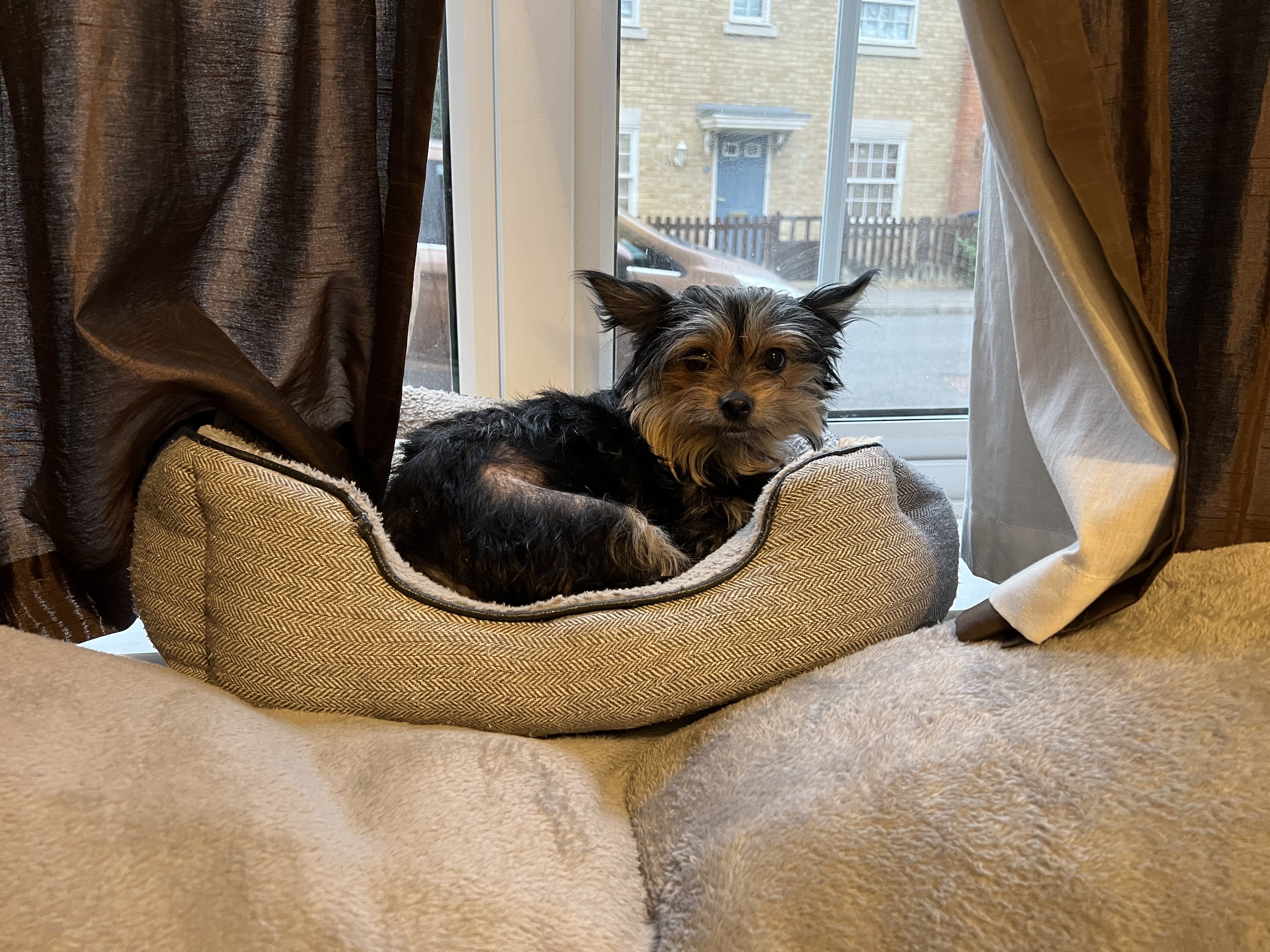 A small, fluffy dog lies in a grey pet bed by a window, surrounded by brown curtains, looking relaxed and cosy indoors.