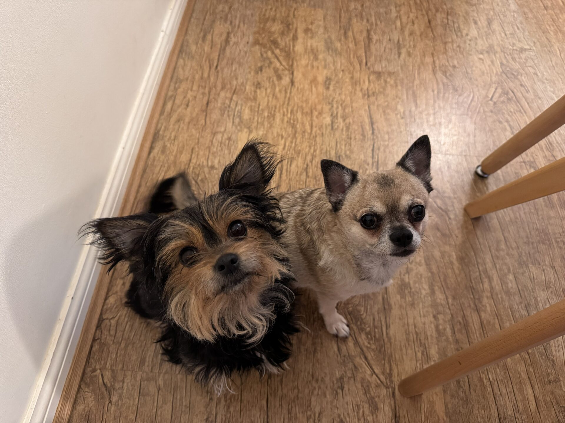 Two small dogs, one with long black and brown fur and the other with short tan fur, sit on a wooden floor next to a wooden chair, looking up towards the camera.