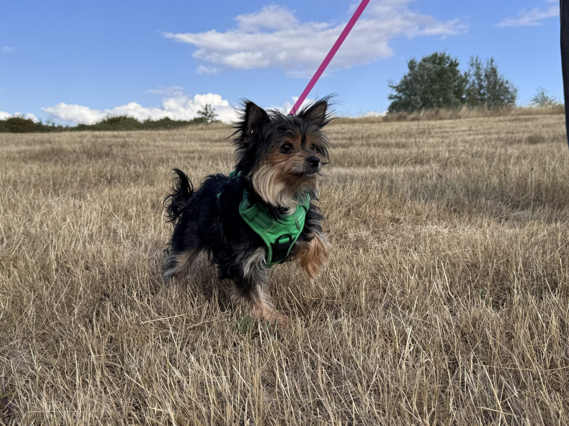 A small black and brown dog in a green harness walks through a dry grassy field on a pink lead under a blue sky with scattered clouds.