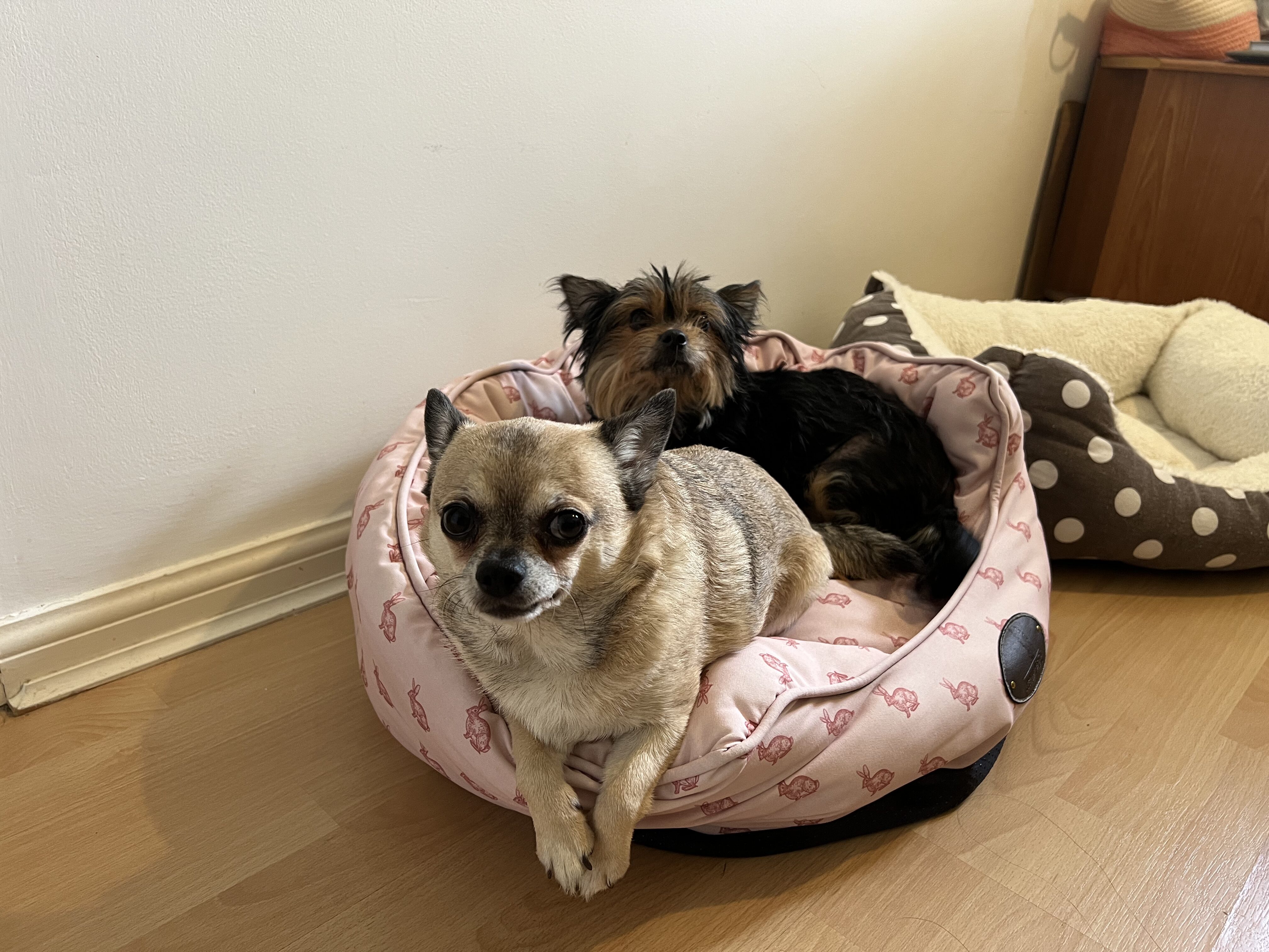 Two small dogs, one tan and one black and brown, are cuddling together in a pink pet bed on a wooden floor. Another empty, brown polka-dotted pet bed is nearby.