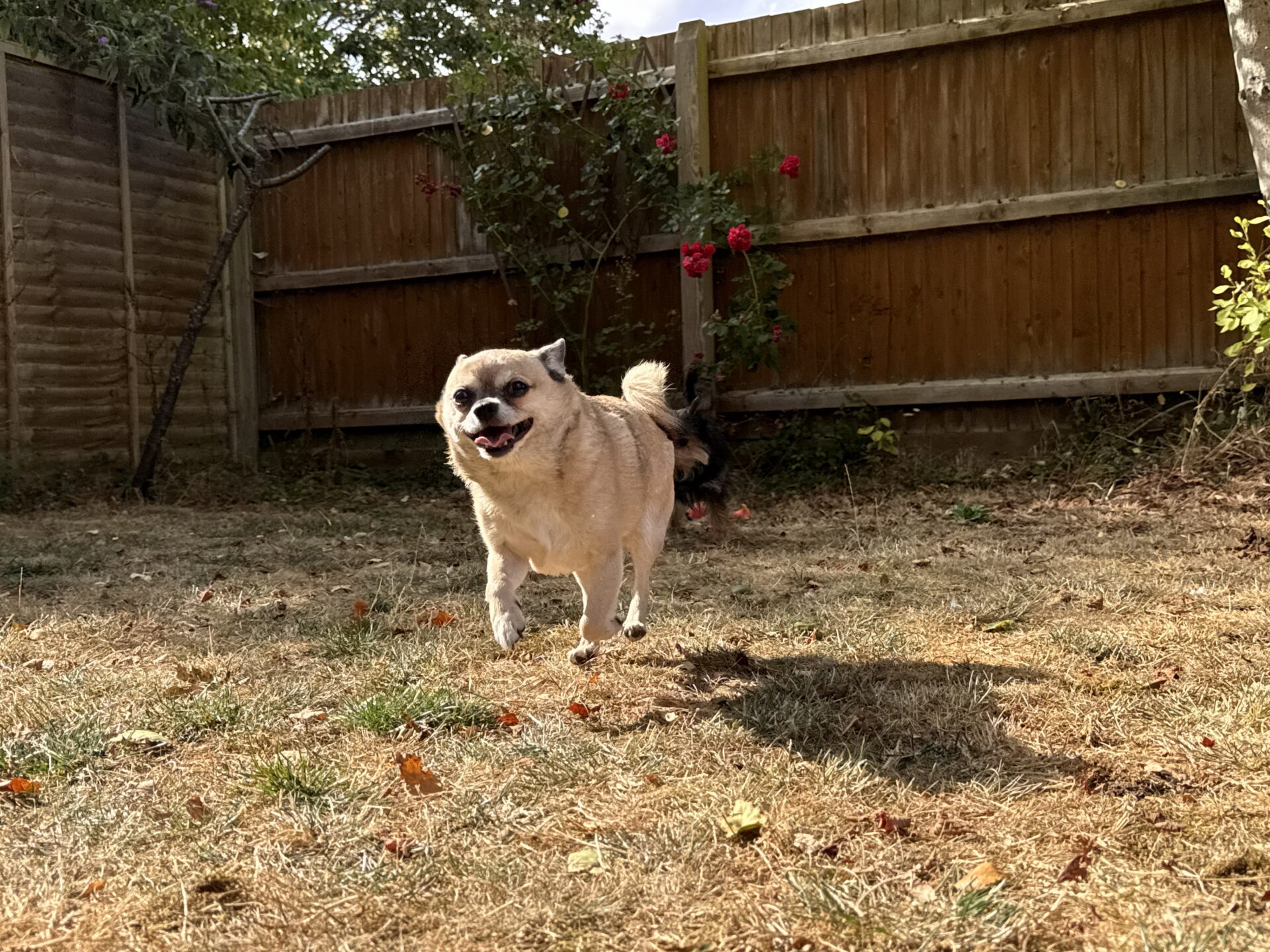 A small tan dog runs joyfully on dry grass in a fenced back garden, with red roses blooming on a bush in the background.