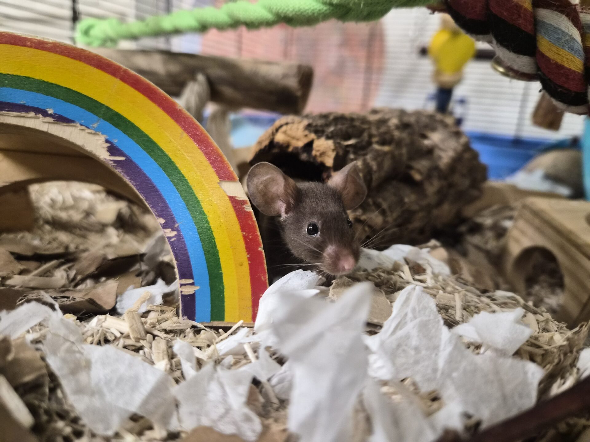A small brown mouse peeks out from a pile of bedding next to a wooden rainbow inside a colourful, cosy cage filled with shredded paper and wooden toys.