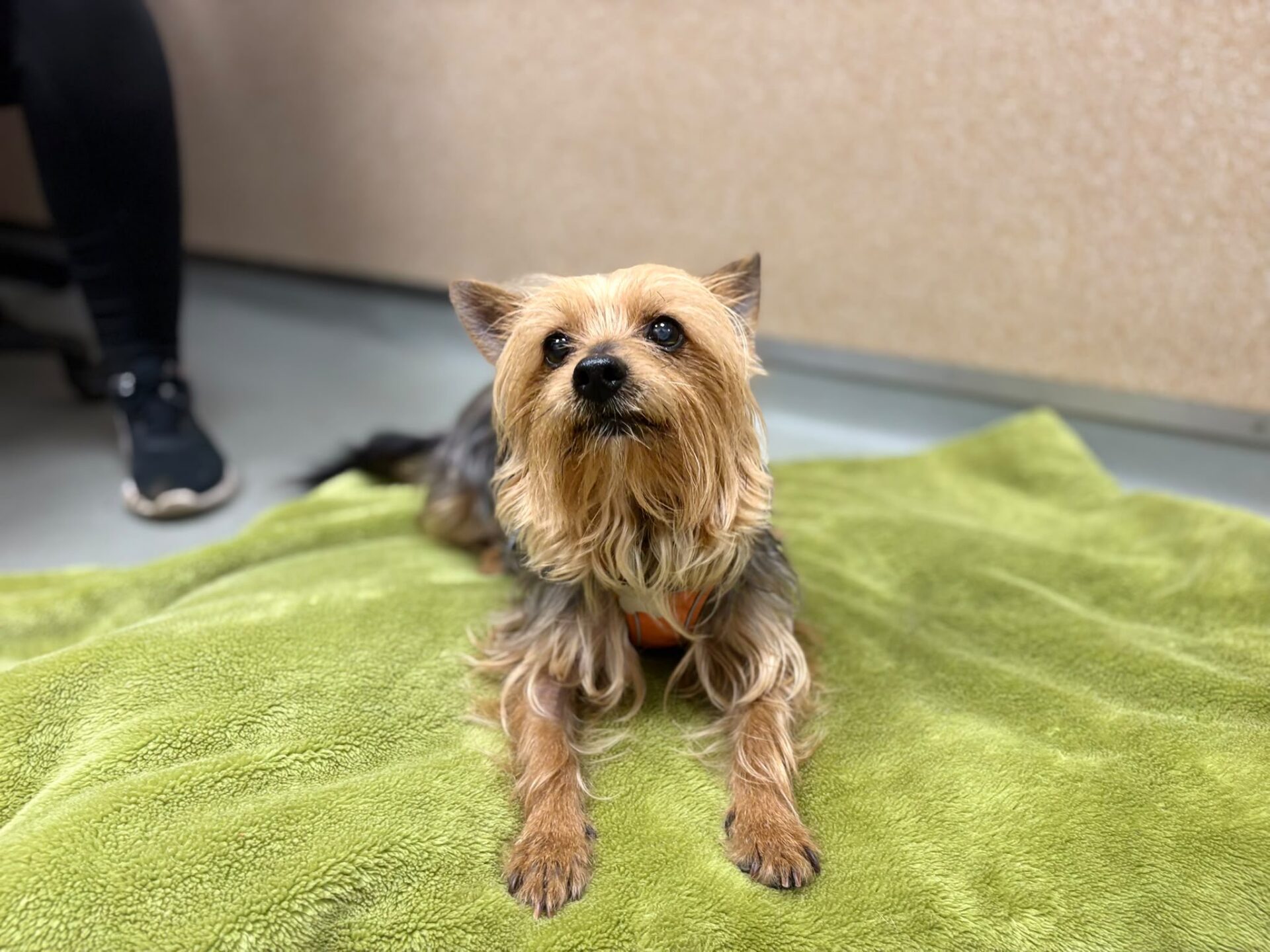 A small Yorkshire Terrier lies on a green blanket, looking up attentively. The background is out of focus.