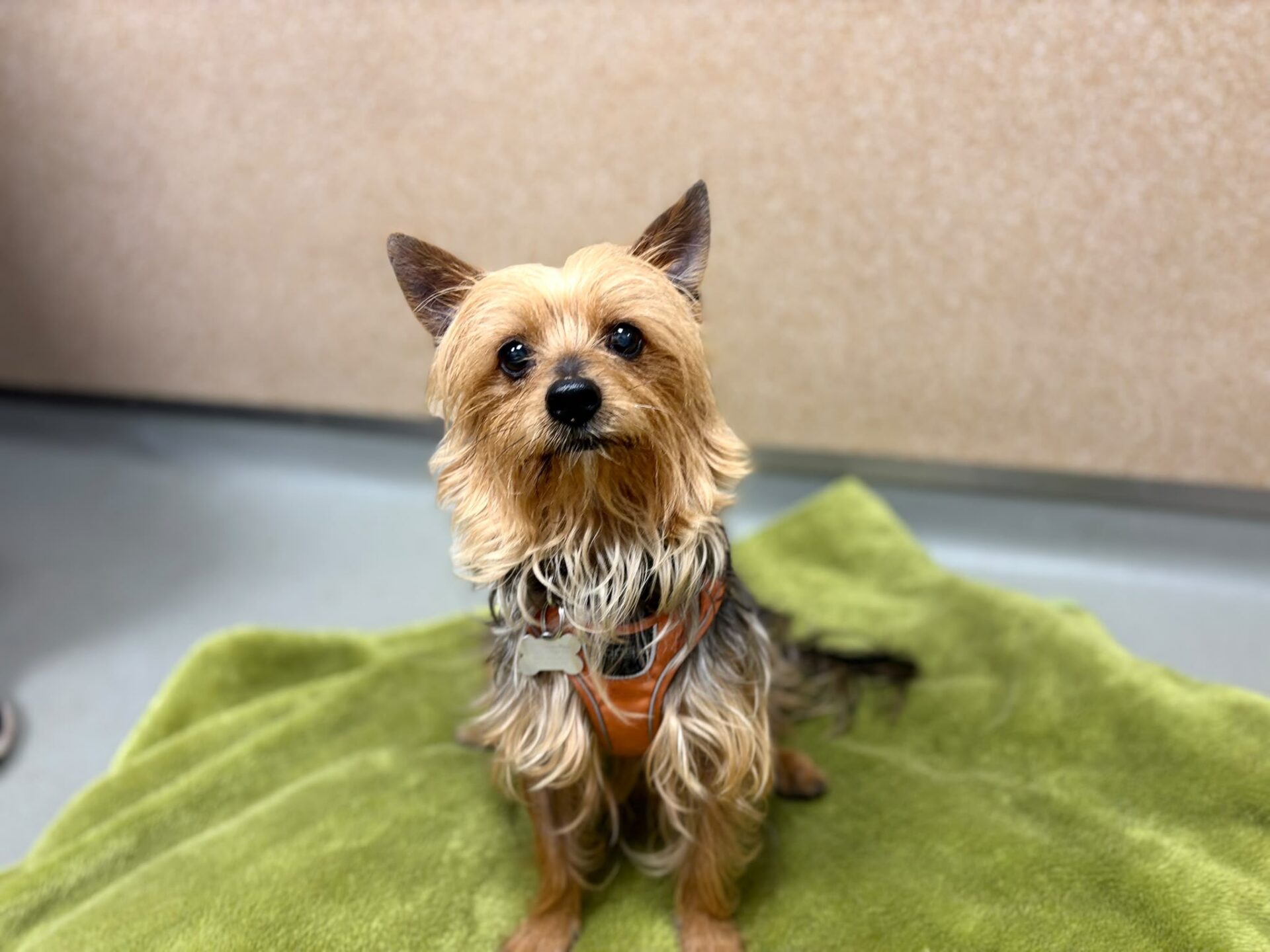 Small, long-haired dog with tan and grey fur sits on a green towel, looking up at the camera.