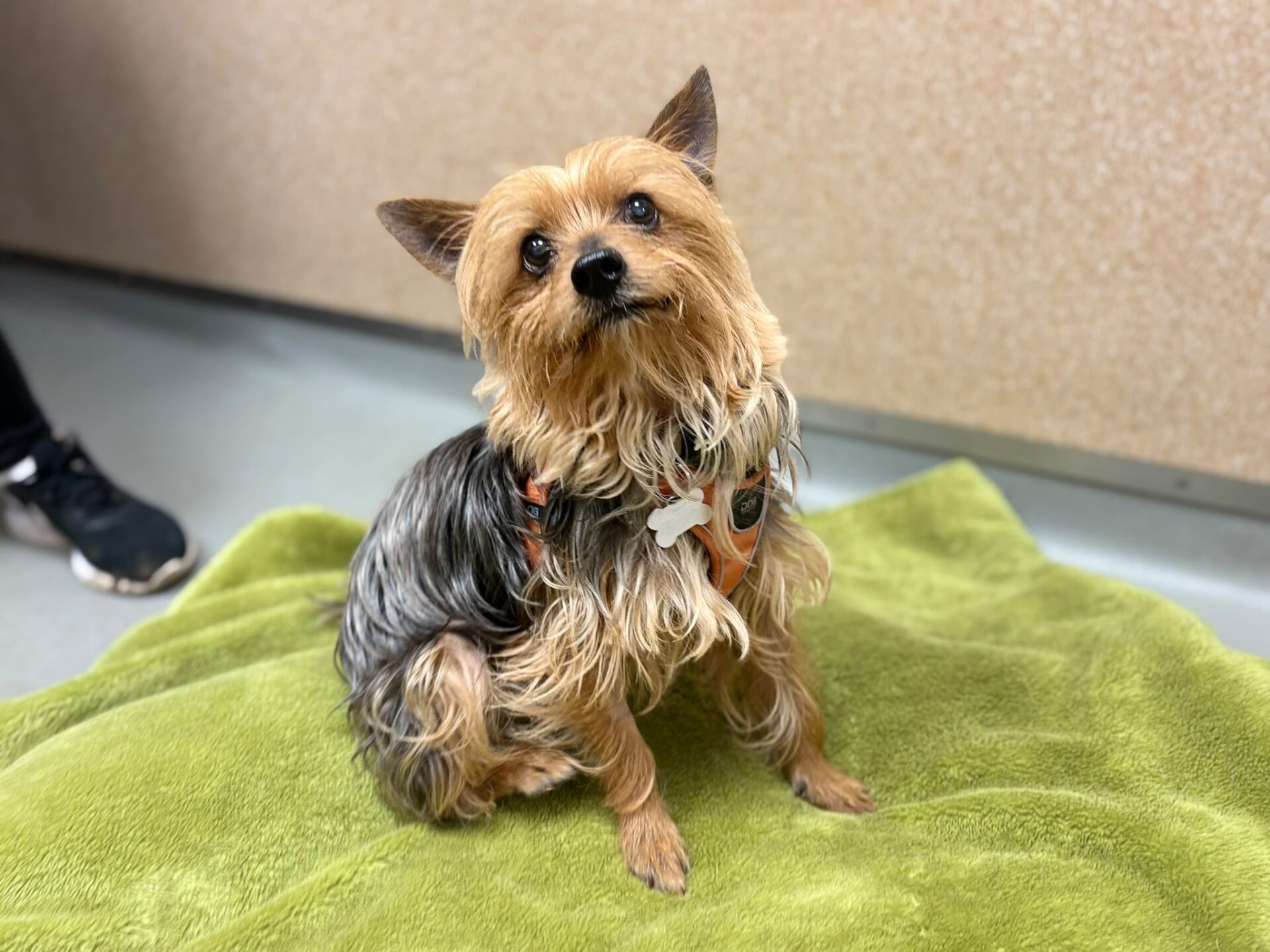 A small Yorkshire Terrier with a silky tan and black coat sits on a green blanket, tilting its head slightly.