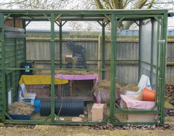 Large outdoor rabbit hutch with green wire mesh, covered in hay. Inside are boxes, bowls, a tunnel, water bottles, and various blankets and towels. Trees and a wooden fence are visible in the background.