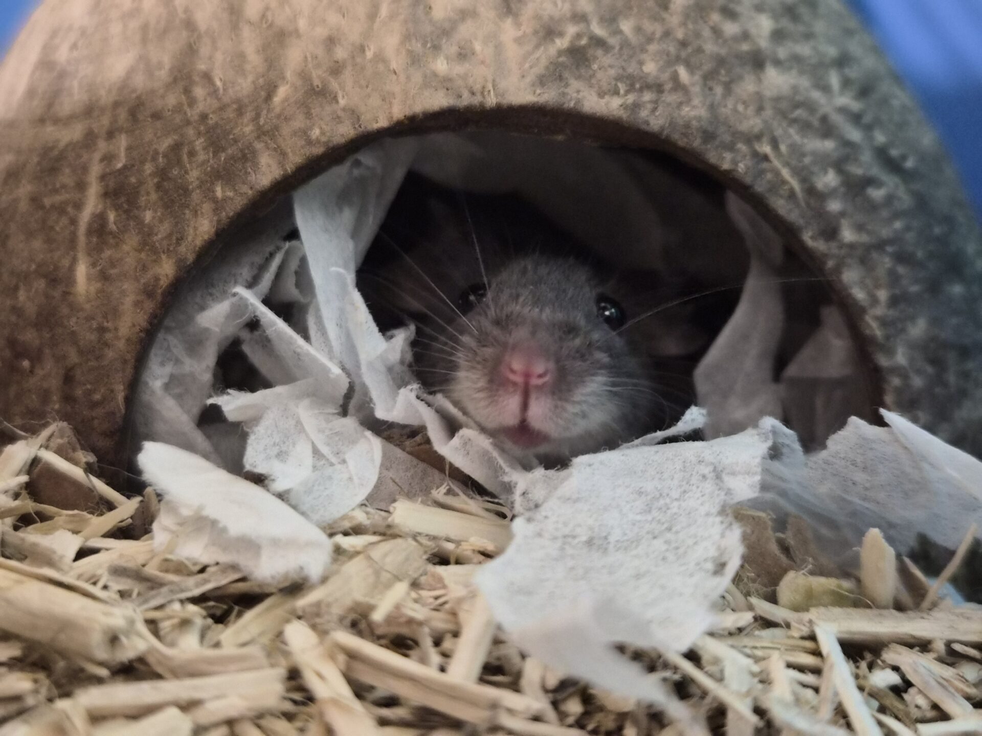 A small grey mouse peeks out from inside a round shelter lined with shredded paper.