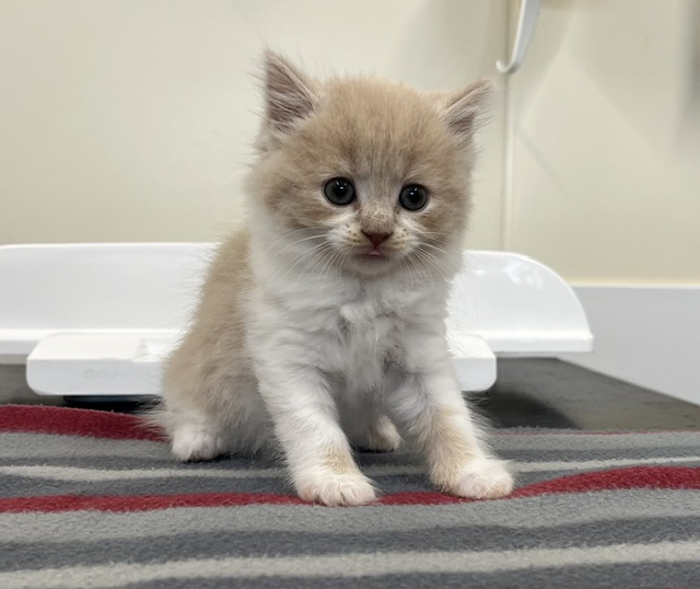 A fluffy tan and white kitten with blue eyes sits on a striped grey and red blanket, looking slightly upward in a brightly lit indoor setting.