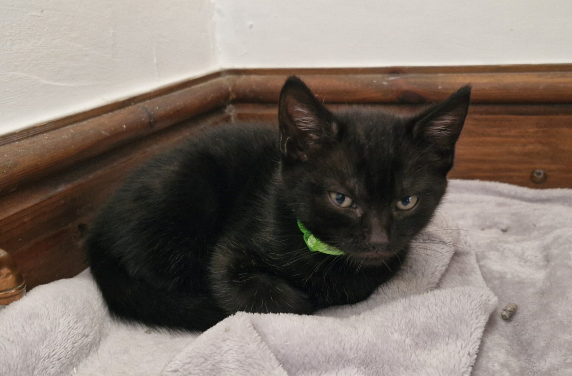 A small black kitten with a green collar is curled up on a soft grey blanket in the corner of a room with wooden trim, looking at the camera.