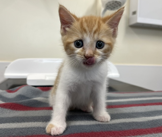 A small orange and white kitten sits on a striped blanket, licking its nose with its tongue out, and looking directly at the camera.