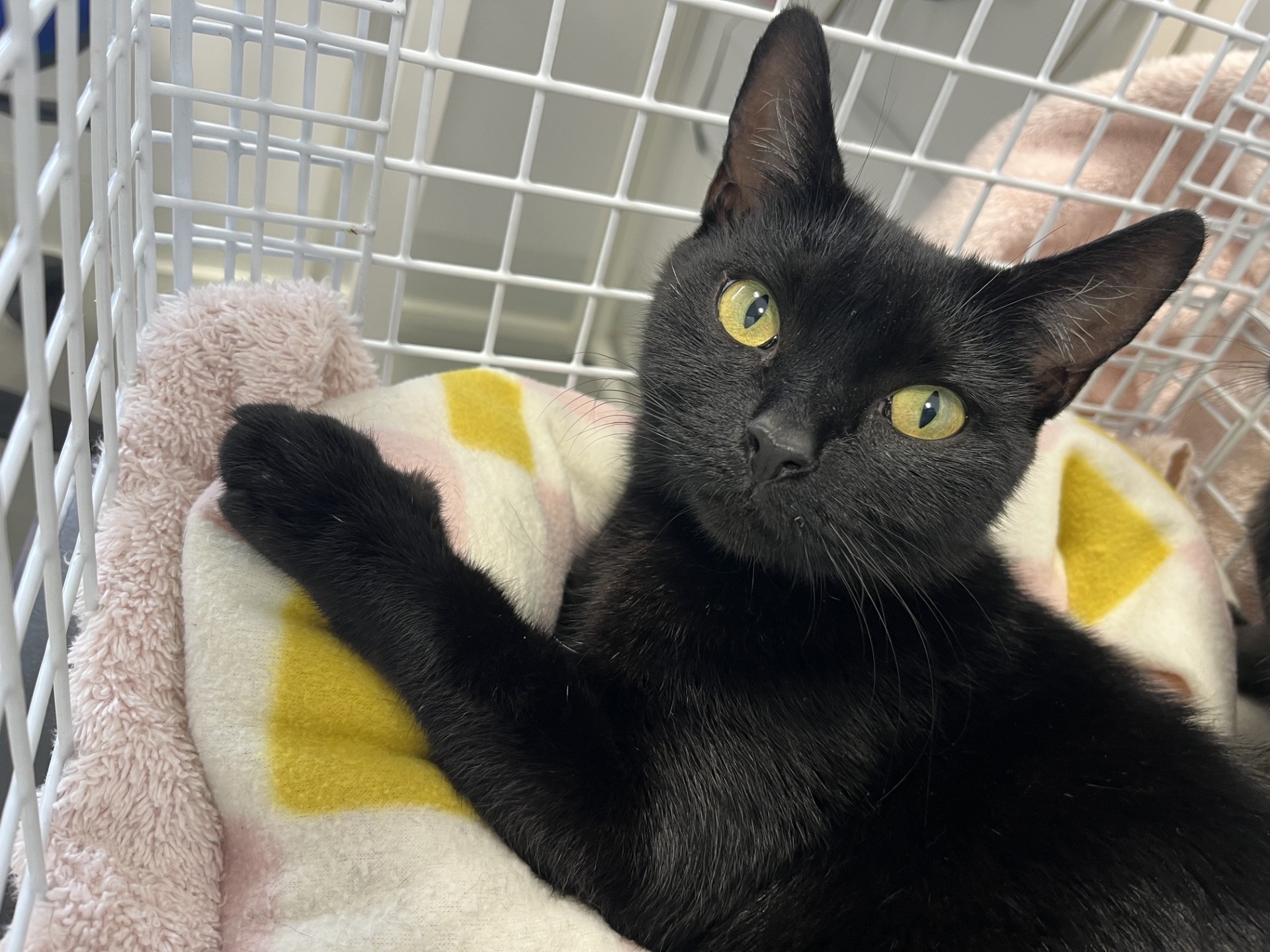 A black cat with yellow eyes lies on a soft, patterned blanket in a white wire cage, looking up at the camera.